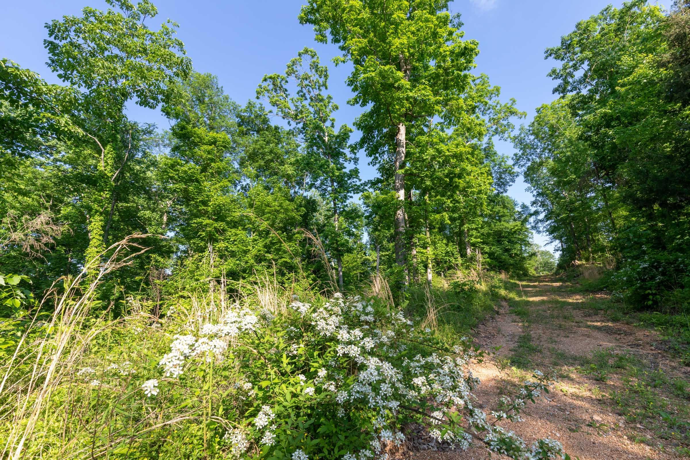 Cedar Creek — Zero Credit Land owner financed land for sale in Perry County, Tennessee