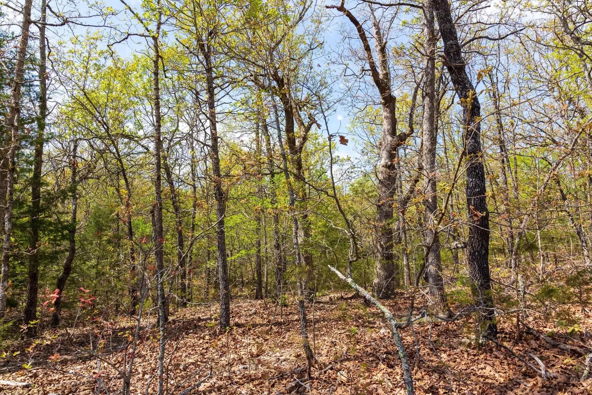  Autumnwood — Zero Credit Land owner financed land for sale in Fulton County, Arkansas photo 3