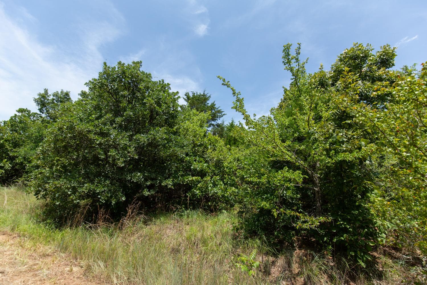 Timber Ridge — Zero Credit Land owner financed land for sale in McIntosh County, Oklahoma photo 5