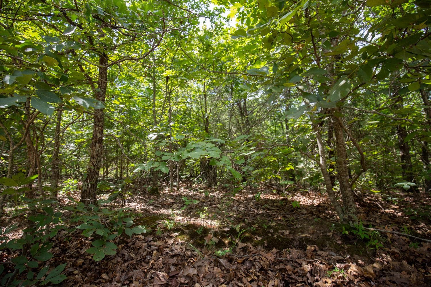 Timber Ridge — Zero Credit Land owner financed land for sale in McIntosh County, Oklahoma photo 5