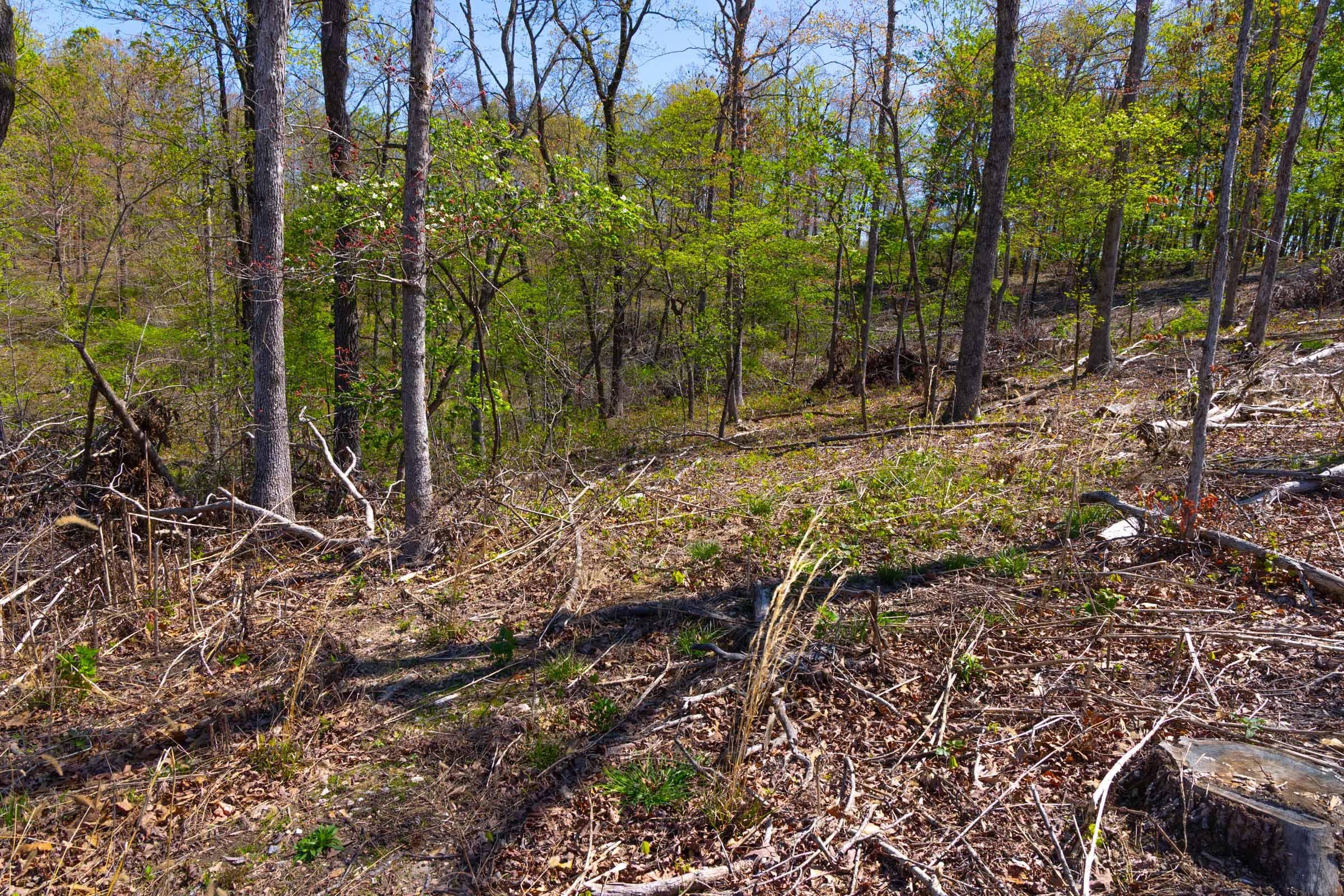 Lazybrook — Zero Credit Land owner financed land for sale in Fulton County, Arkansas photo 17