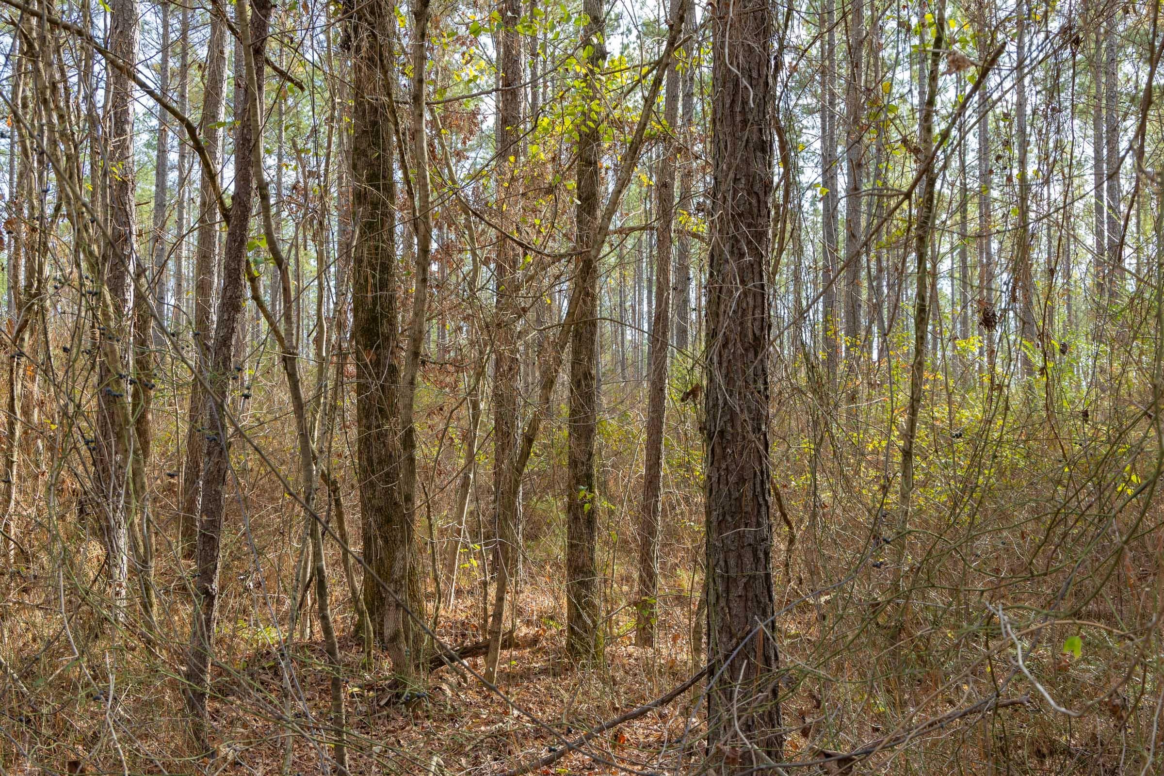 Lighting Ridge — Zero Credit Land owner financed land for sale in Colbert County, Alabama photo 58