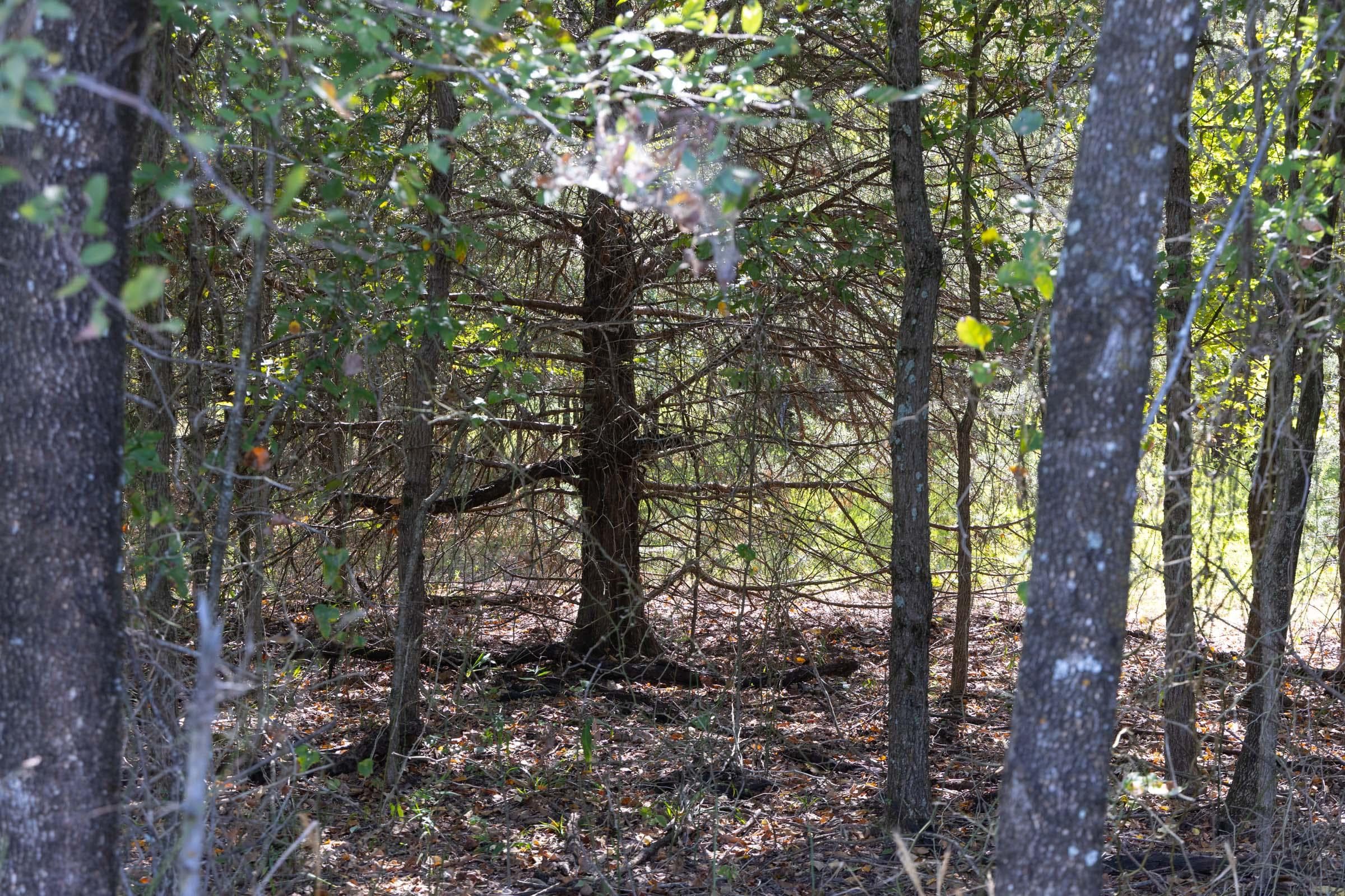  Reserves At Cattail Cove Phase II — Zero Credit Land owner financed land for sale in Pittsburg County, Oklahoma photo 58