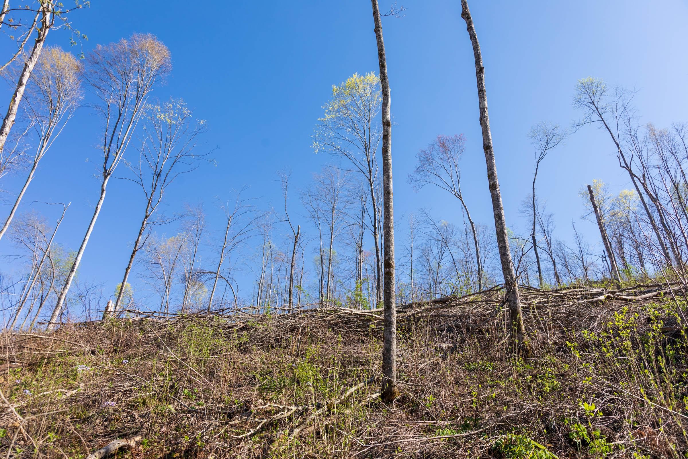 Creek Hollow Phase 1 — Zero Credit Land owner financed land for sale in Rockcastle County, Kentucky photo 47