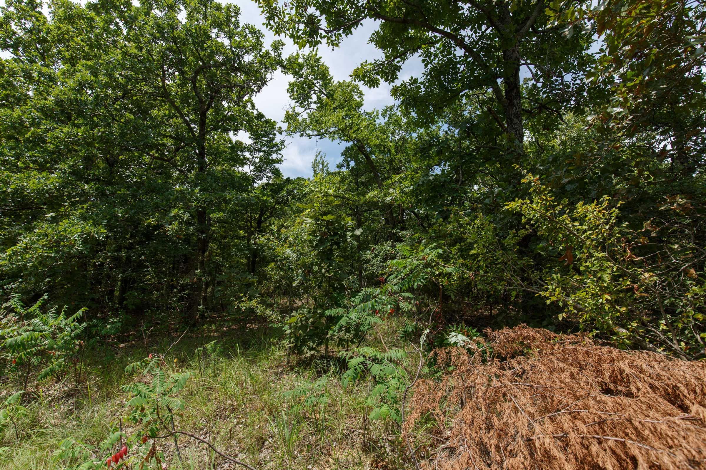 Timber Ridge — Zero Credit Land owner financed land for sale in McIntosh County, Oklahoma photo 20