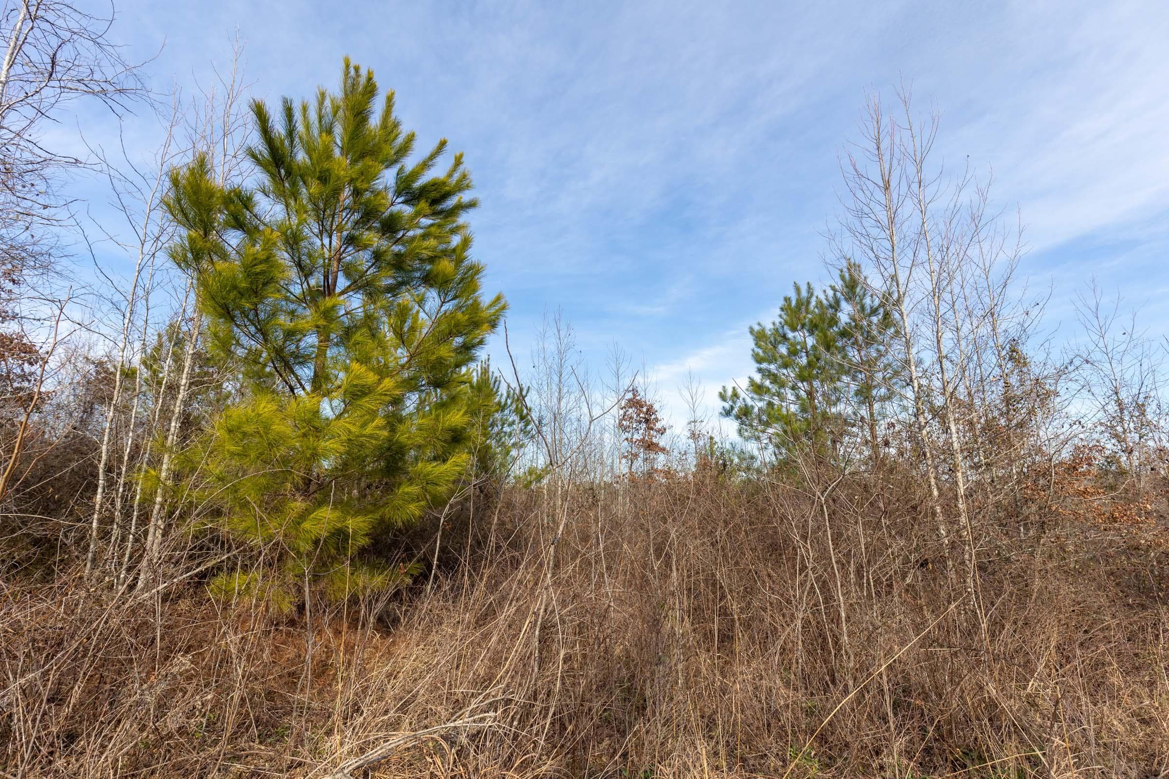 Baker Creek — Zero Credit Land owner financed land for sale in Fayette County, Alabama photo 4