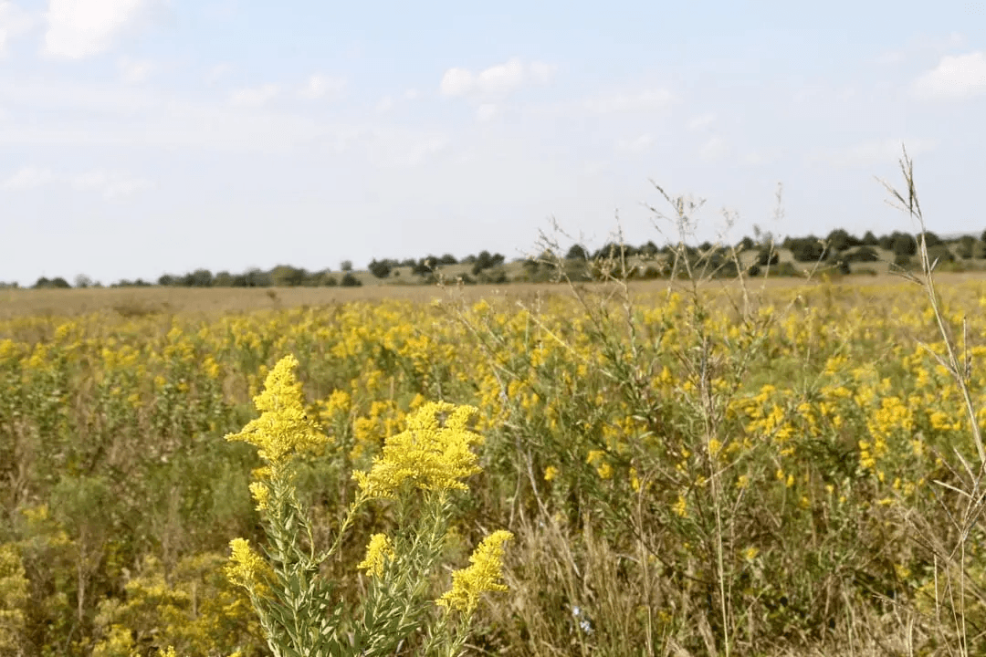 Cowboy Meadows — Zero Credit Land owner financed land for sale in Chautauqua County, Kansas photo 20
