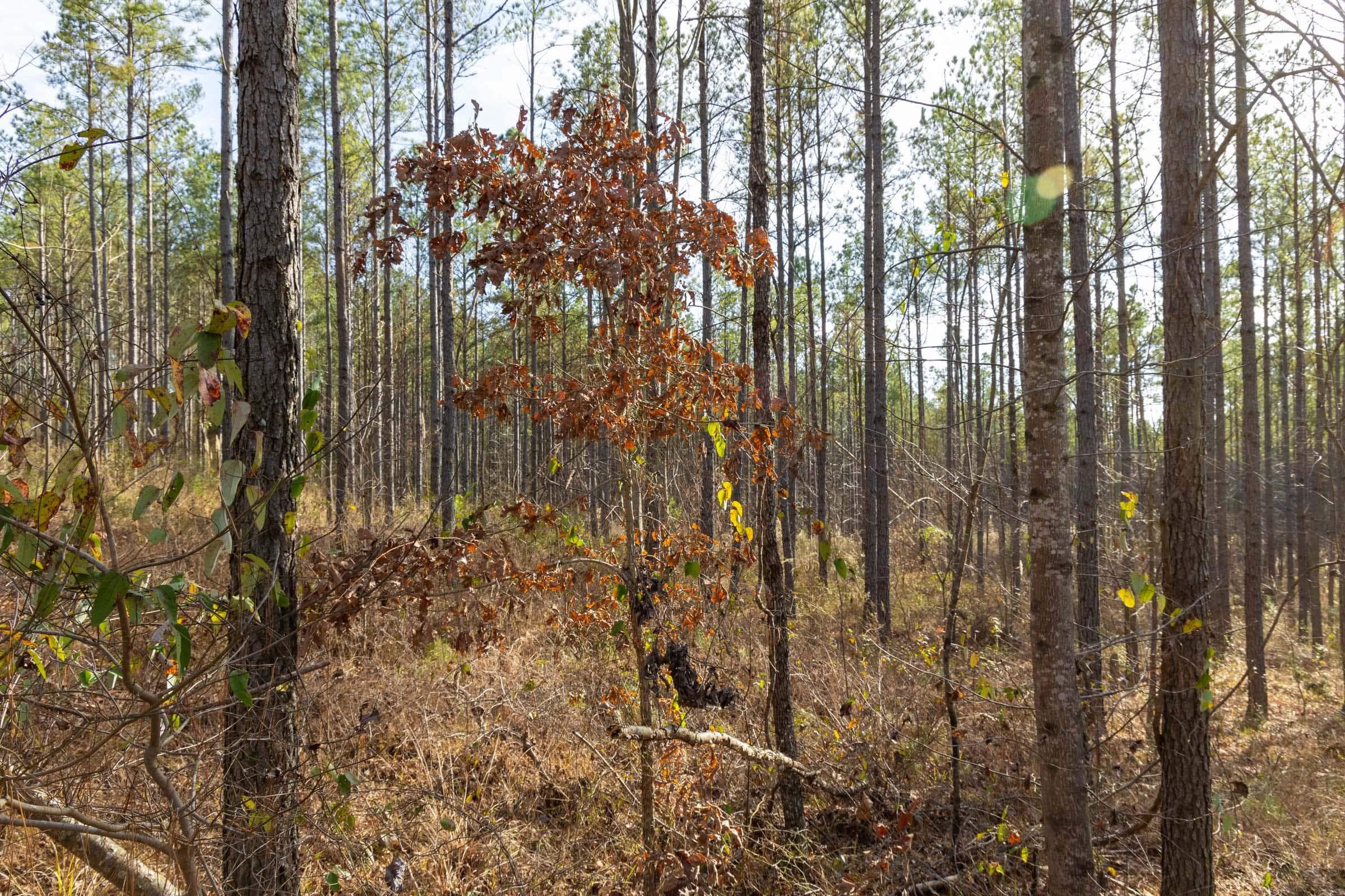 Lighting Ridge — Zero Credit Land owner financed land for sale in Colbert County, Alabama photo 47