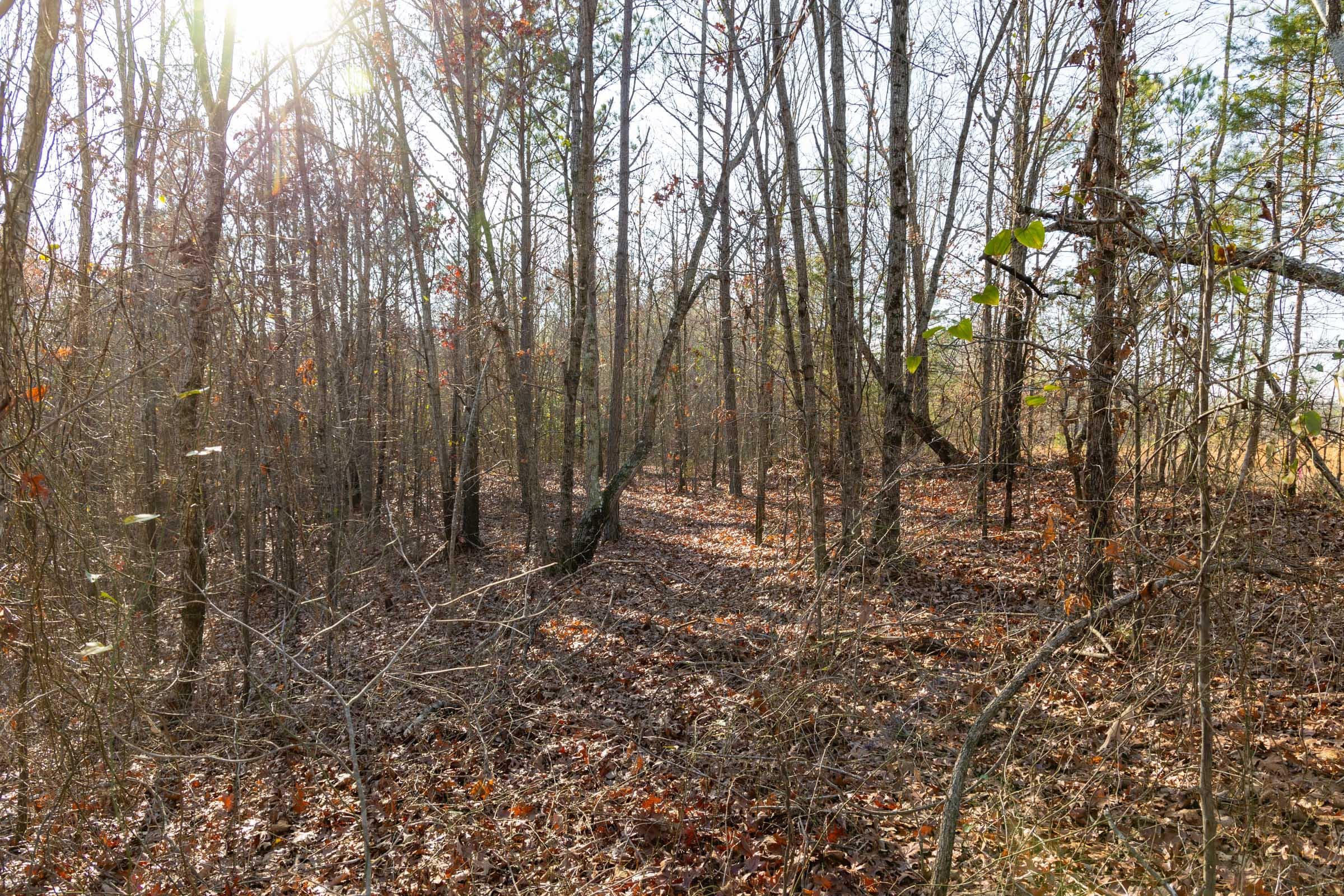 Lighting Ridge — Zero Credit Land owner financed land for sale in Colbert County, Alabama photo 14