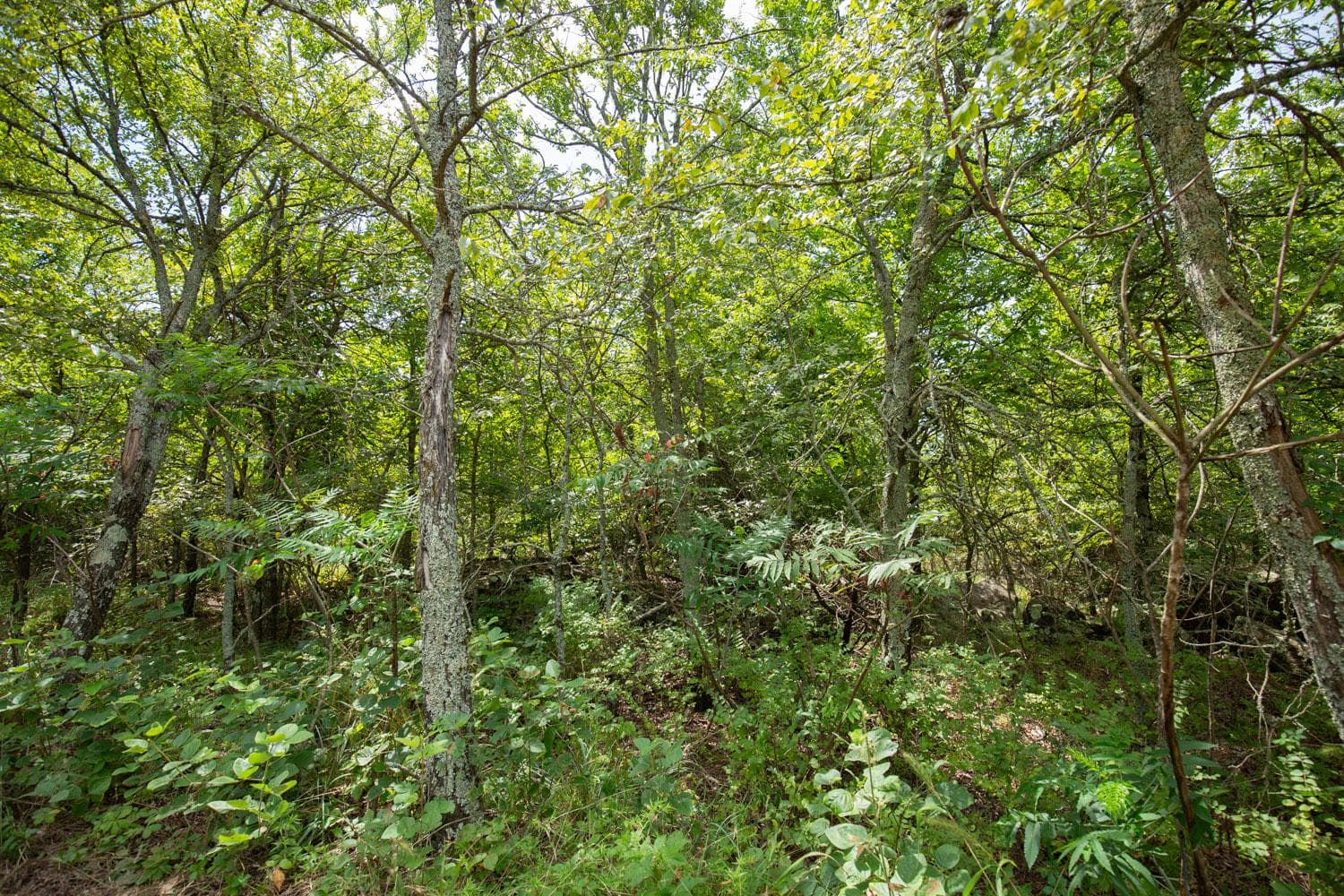 Timber Ridge — Zero Credit Land owner financed land for sale in McIntosh County, Oklahoma photo 13