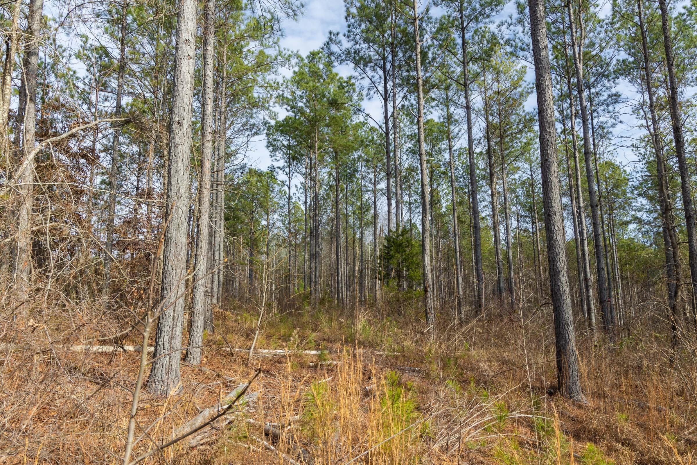Lighting Ridge — Zero Credit Land owner financed land for sale in Colbert County, Alabama photo 54