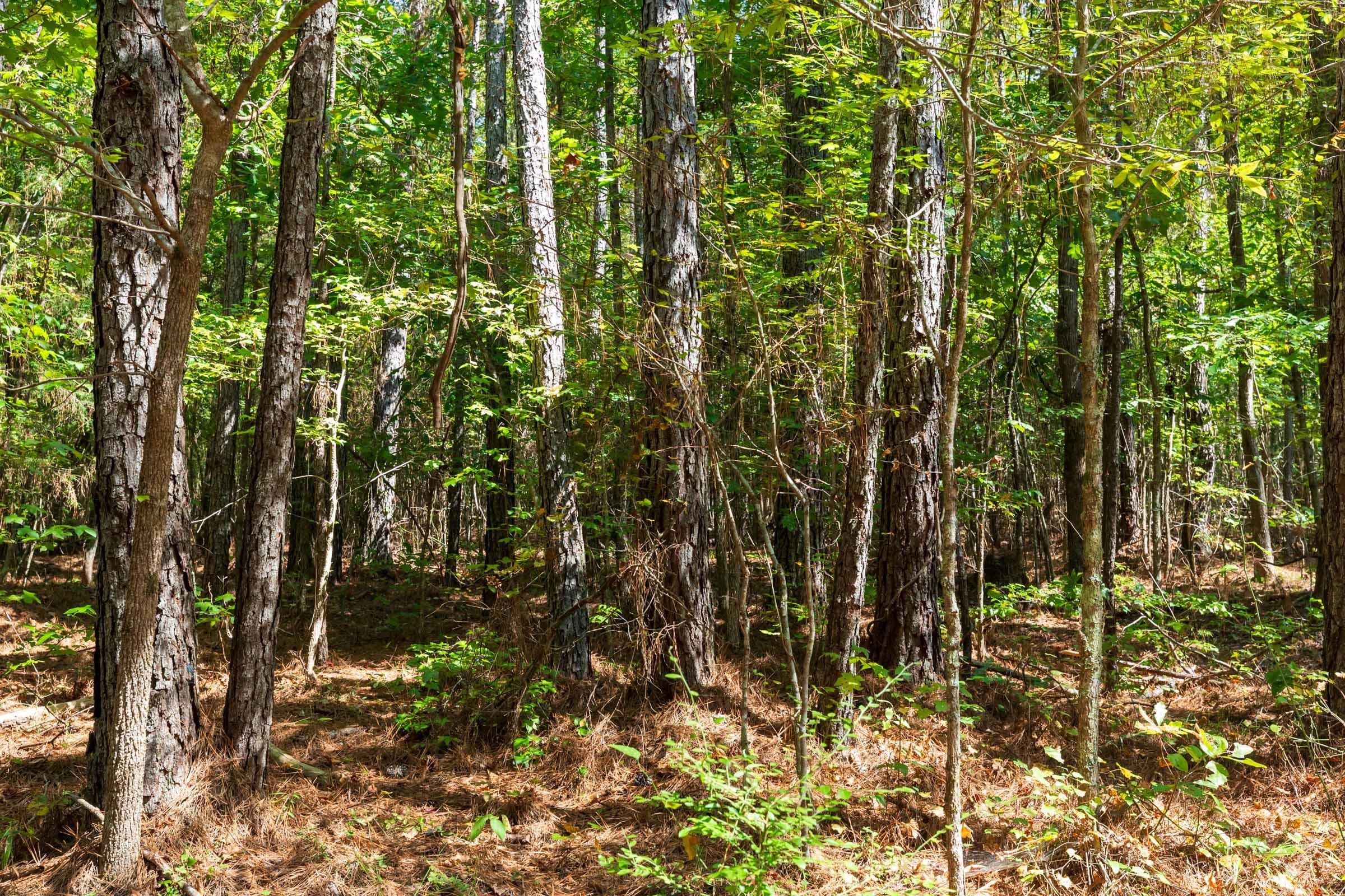 Willow Grove — Zero Credit Land owner financed land for sale in Lamar County, Alabama