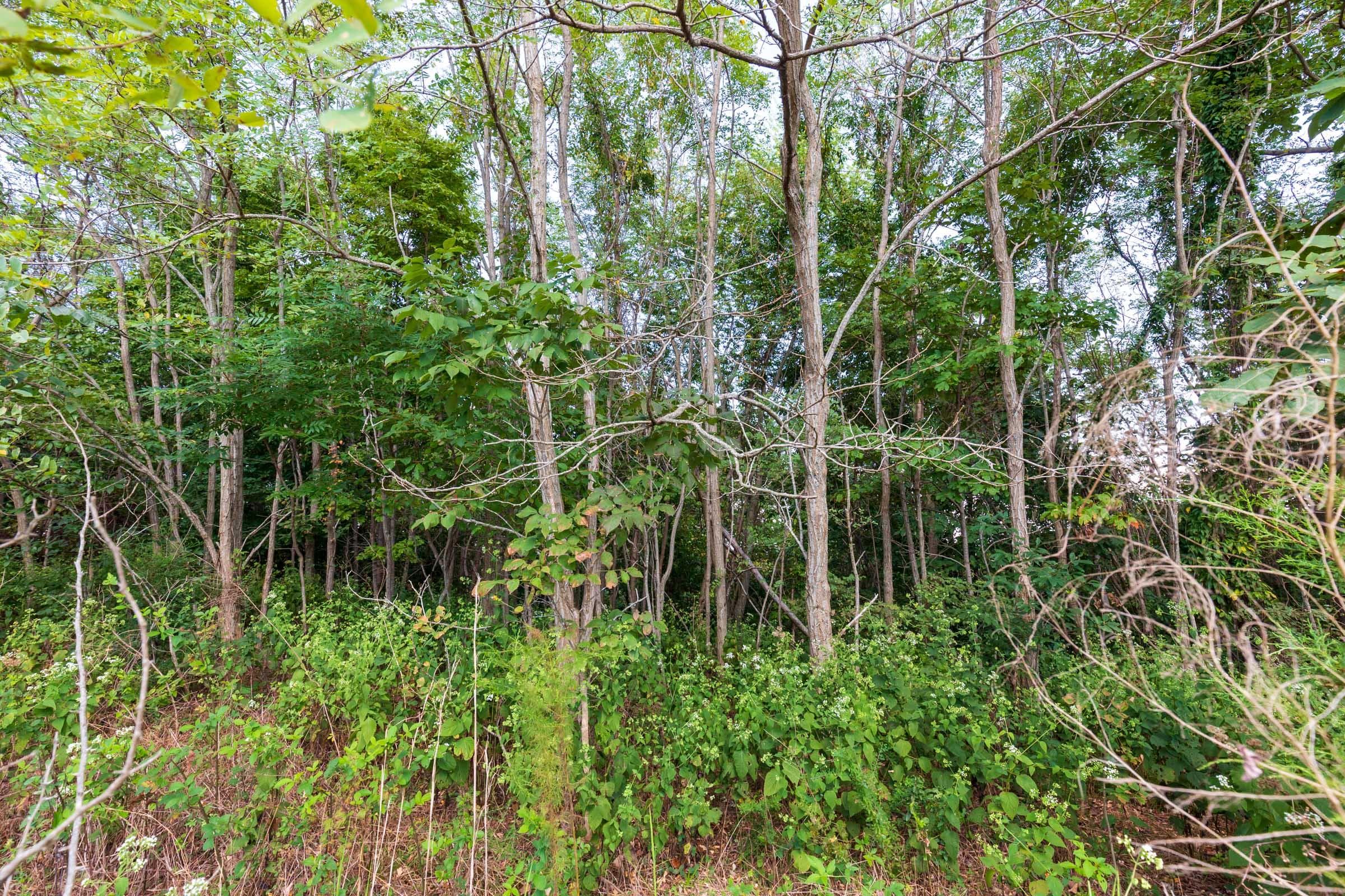 Redemption Ridge — Zero Credit Land owner financed land for sale in Wayne County, Tennessee photo 32