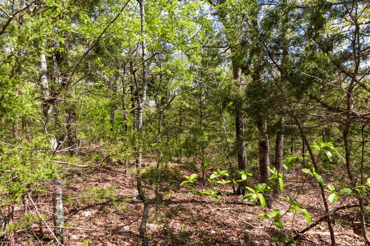  Autumnwood — Zero Credit Land owner financed land for sale in Fulton County, Arkansas photo 2