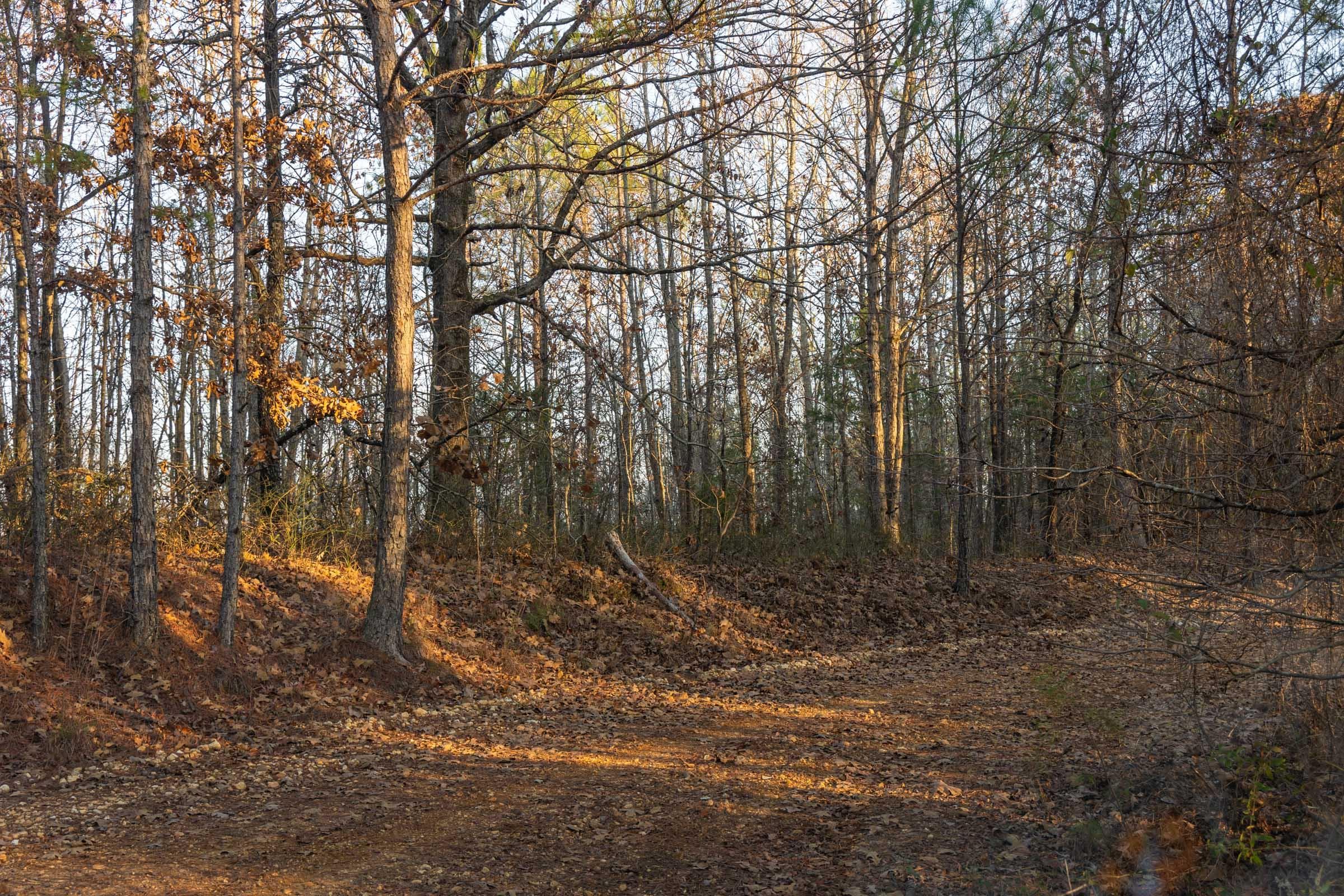 Lighting Ridge — Zero Credit Land owner financed land for sale in Colbert County, Alabama photo 44