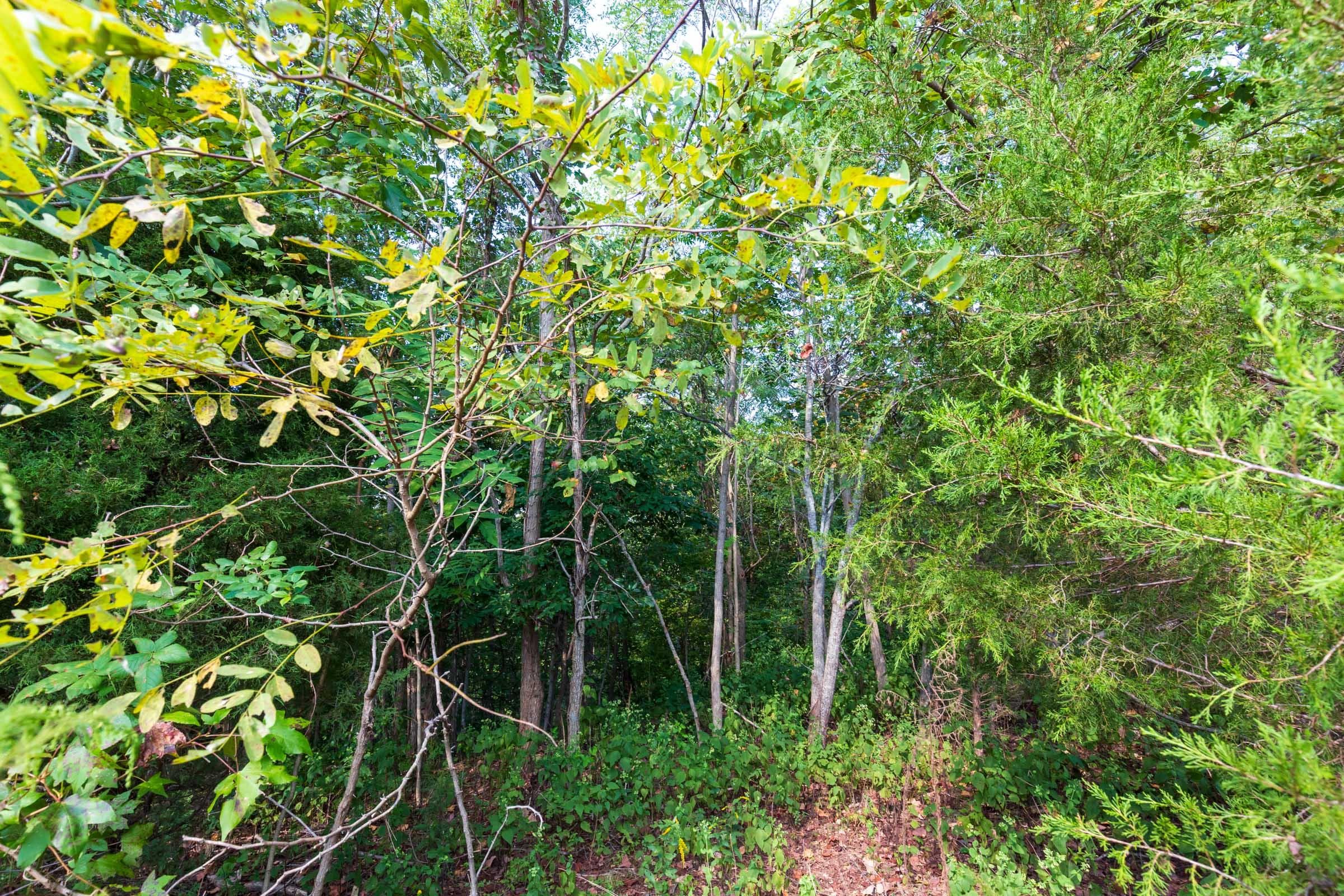 Redemption Ridge — Zero Credit Land owner financed land for sale in Wayne County, Tennessee photo 21