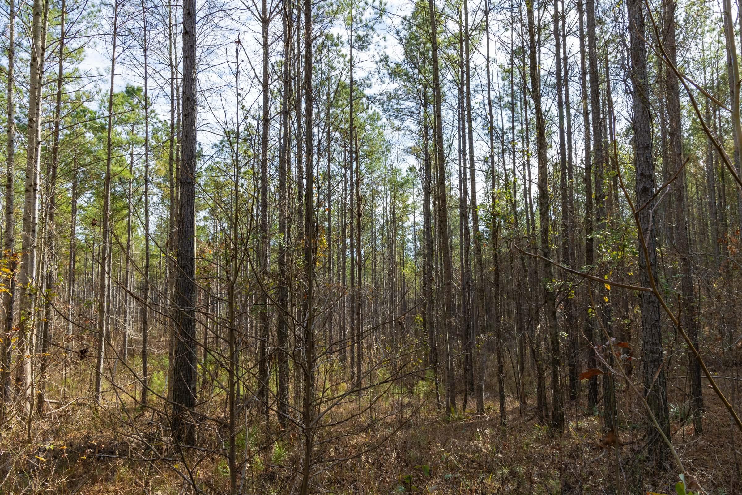 Lighting Ridge — Zero Credit Land owner financed land for sale in Colbert County, Alabama photo 41