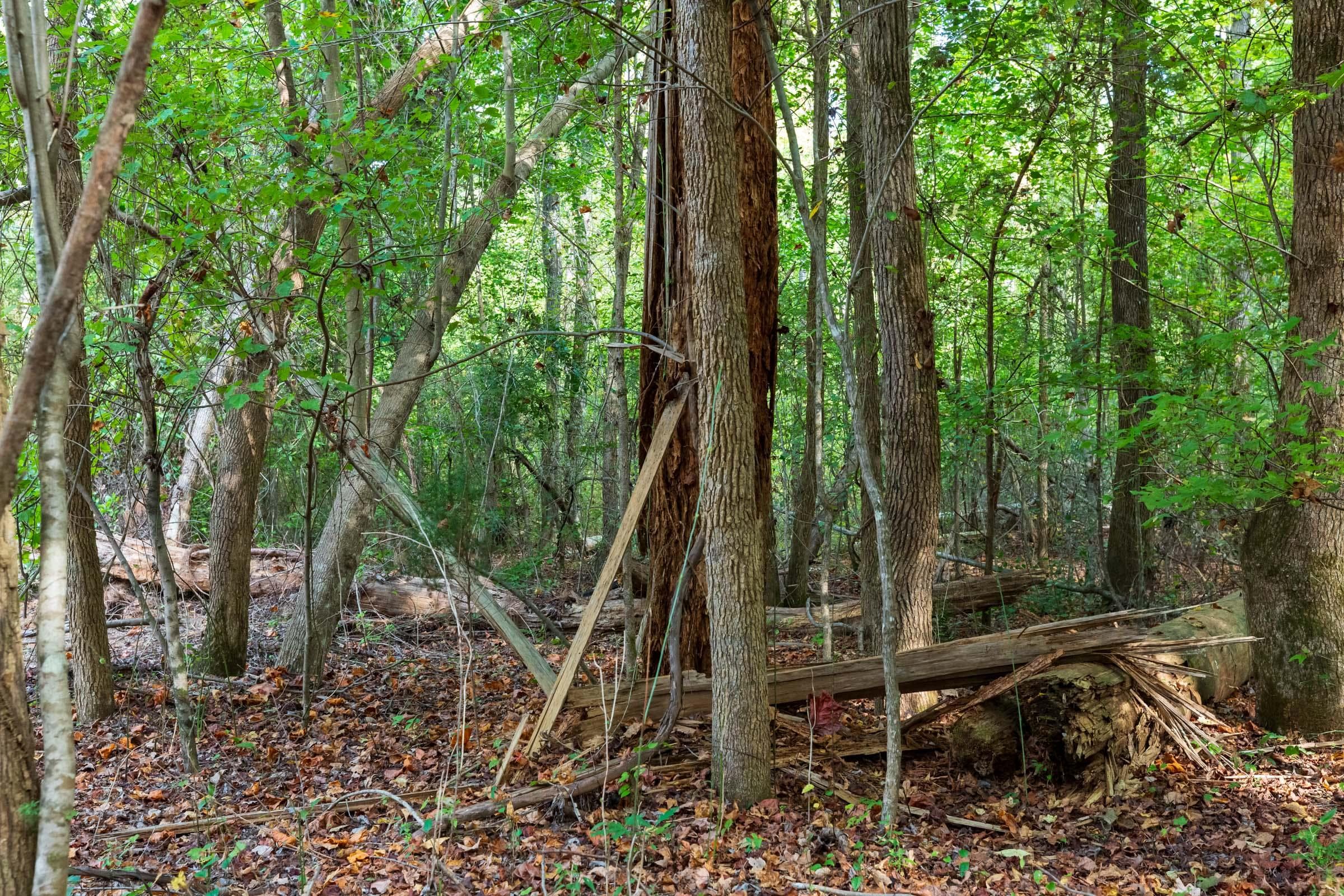 Willow Grove — Zero Credit Land owner financed land for sale in Lamar County, Alabama photo 31