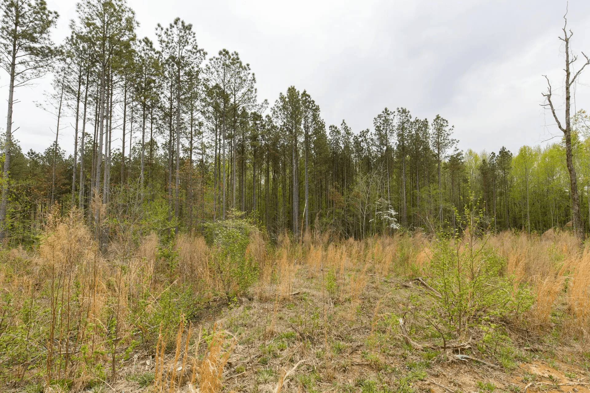 Twin Rivers — Zero Credit Land owner financed land for sale in Henderson County, Tennessee photo 2
