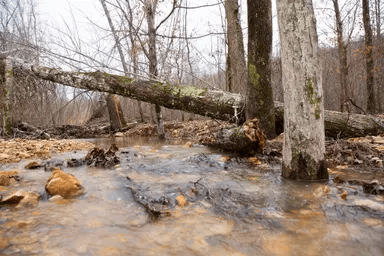 South Wind Ranch — Zero Credit Land owner financed land for sale in Perry County, Tennessee photo 6