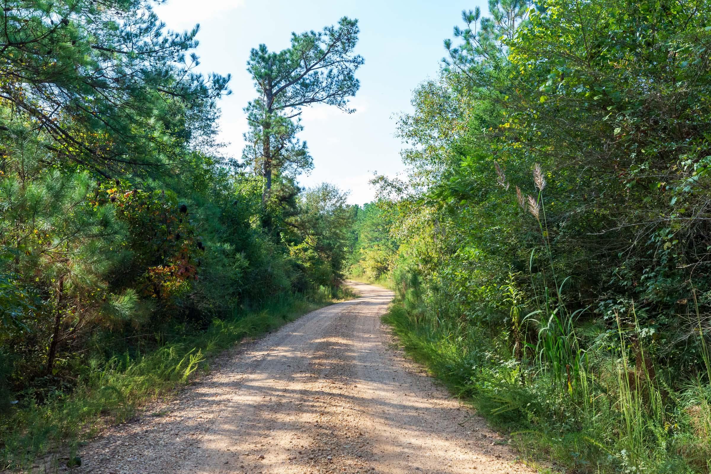 Willow Grove — Zero Credit Land owner financed land for sale in Lamar County, Alabama photo 28