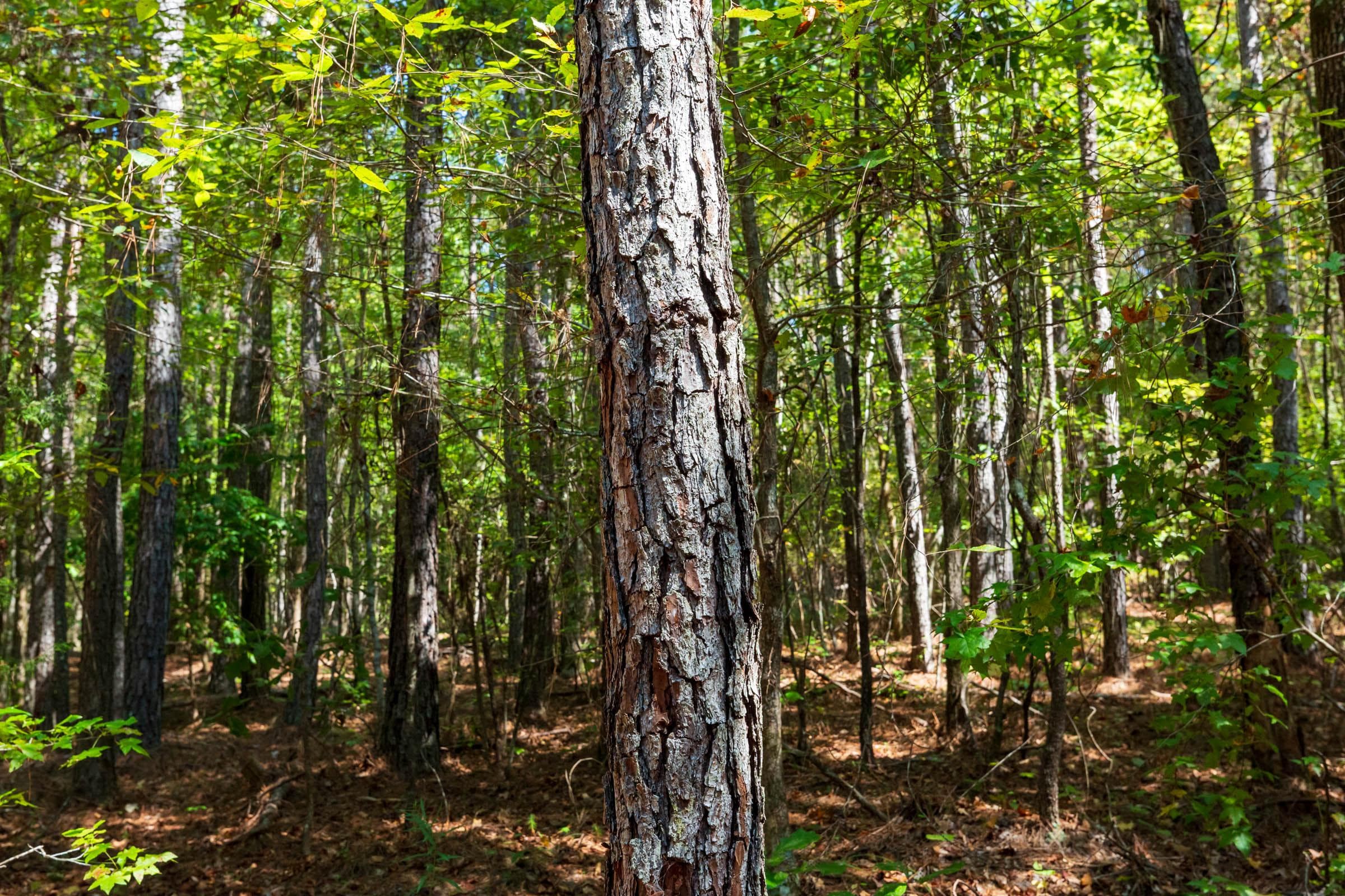 Willow Grove — Zero Credit Land owner financed land for sale in Lamar County, Alabama photo 3