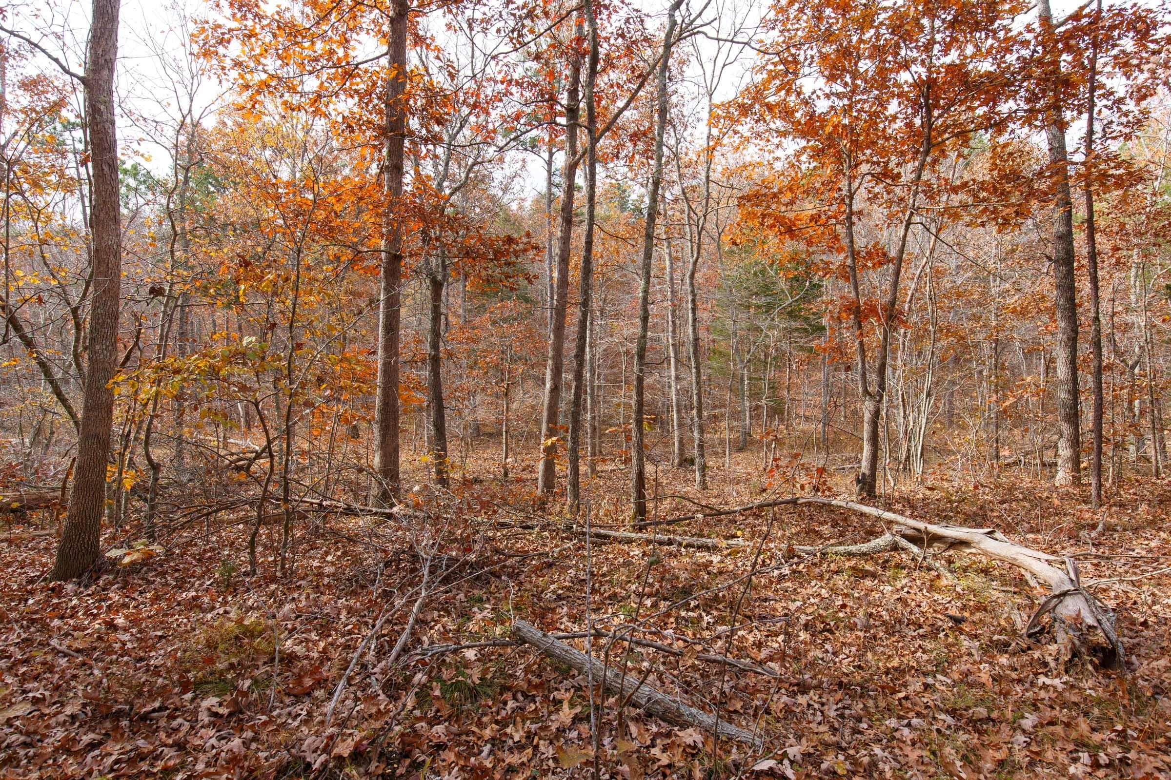 Hawk Crest — Zero Credit Land owner financed land for sale in Reynolds County, Missouri photo 39