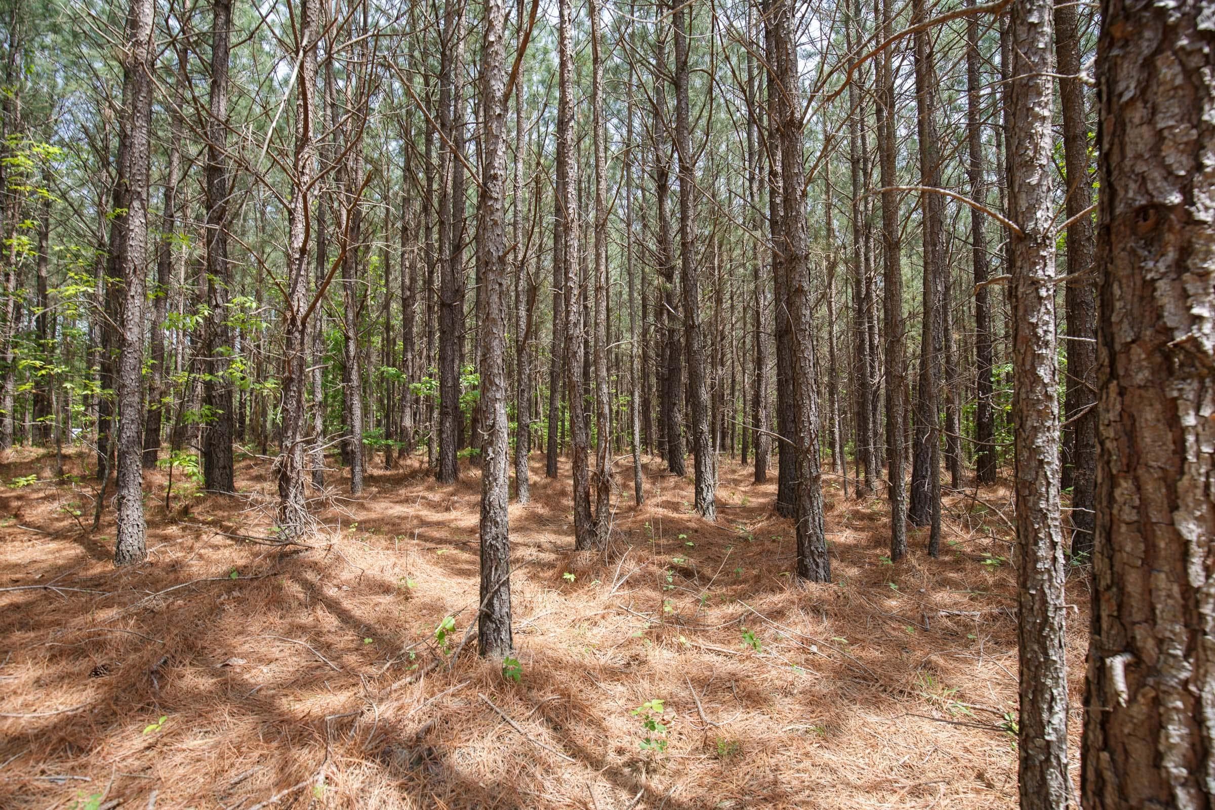 Red Barn Ranch — Zero Credit Land owner financed land for sale in Benton County, Tennessee photo 3