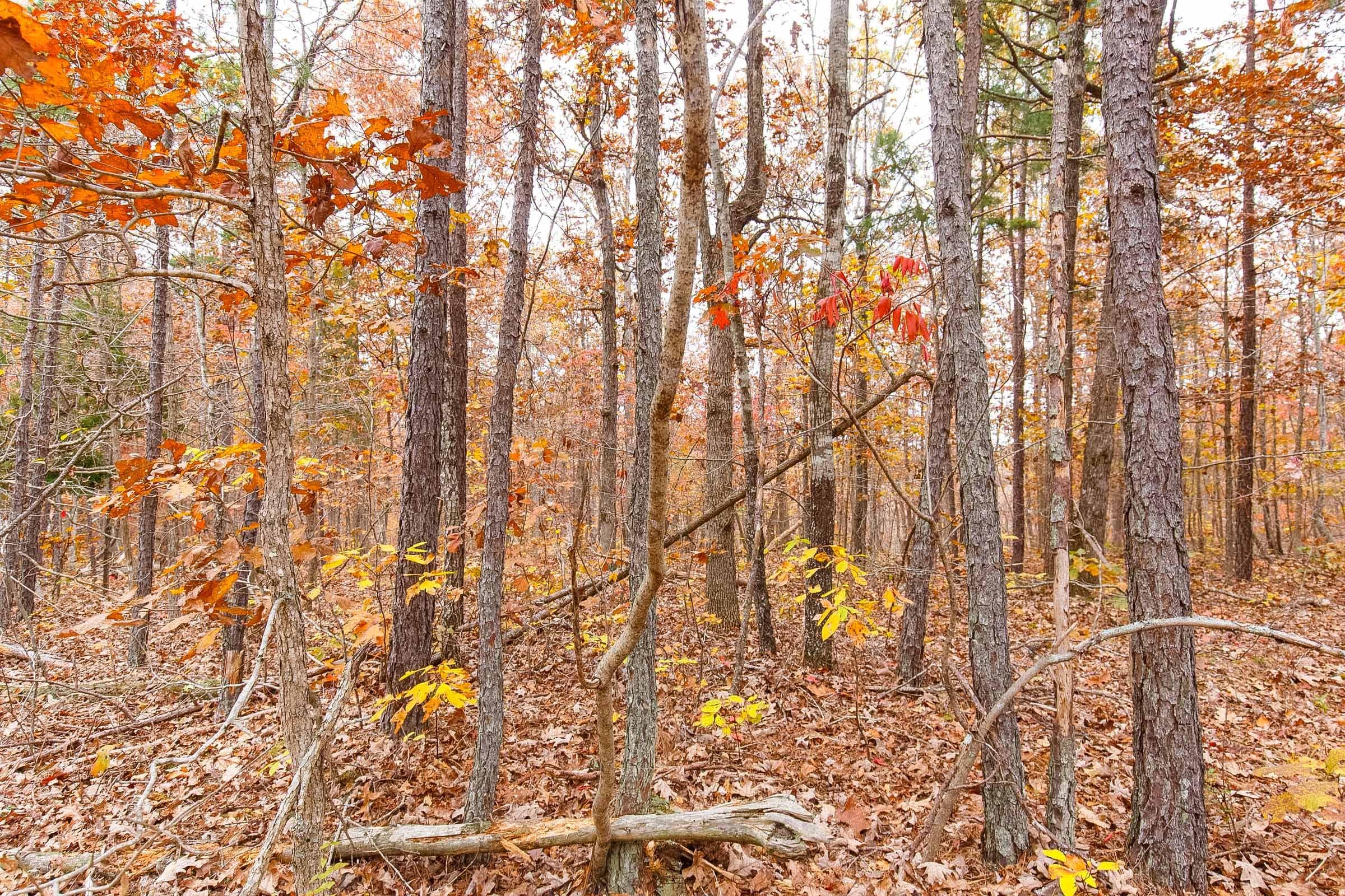 Hawk Crest — Zero Credit Land owner financed land for sale in Reynolds County, Missouri photo 5
