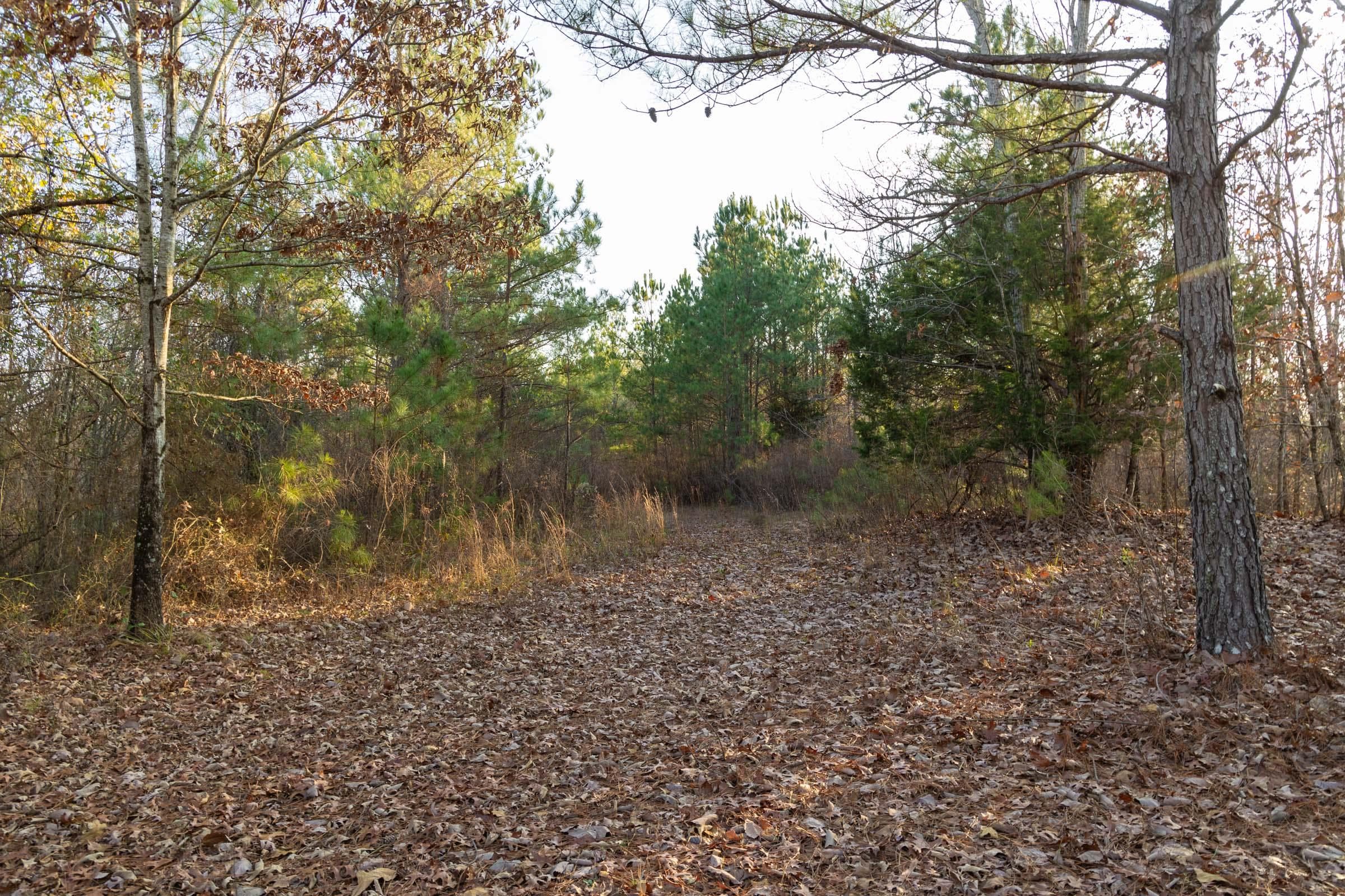 Lighting Ridge — Zero Credit Land owner financed land for sale in Colbert County, Alabama photo 40
