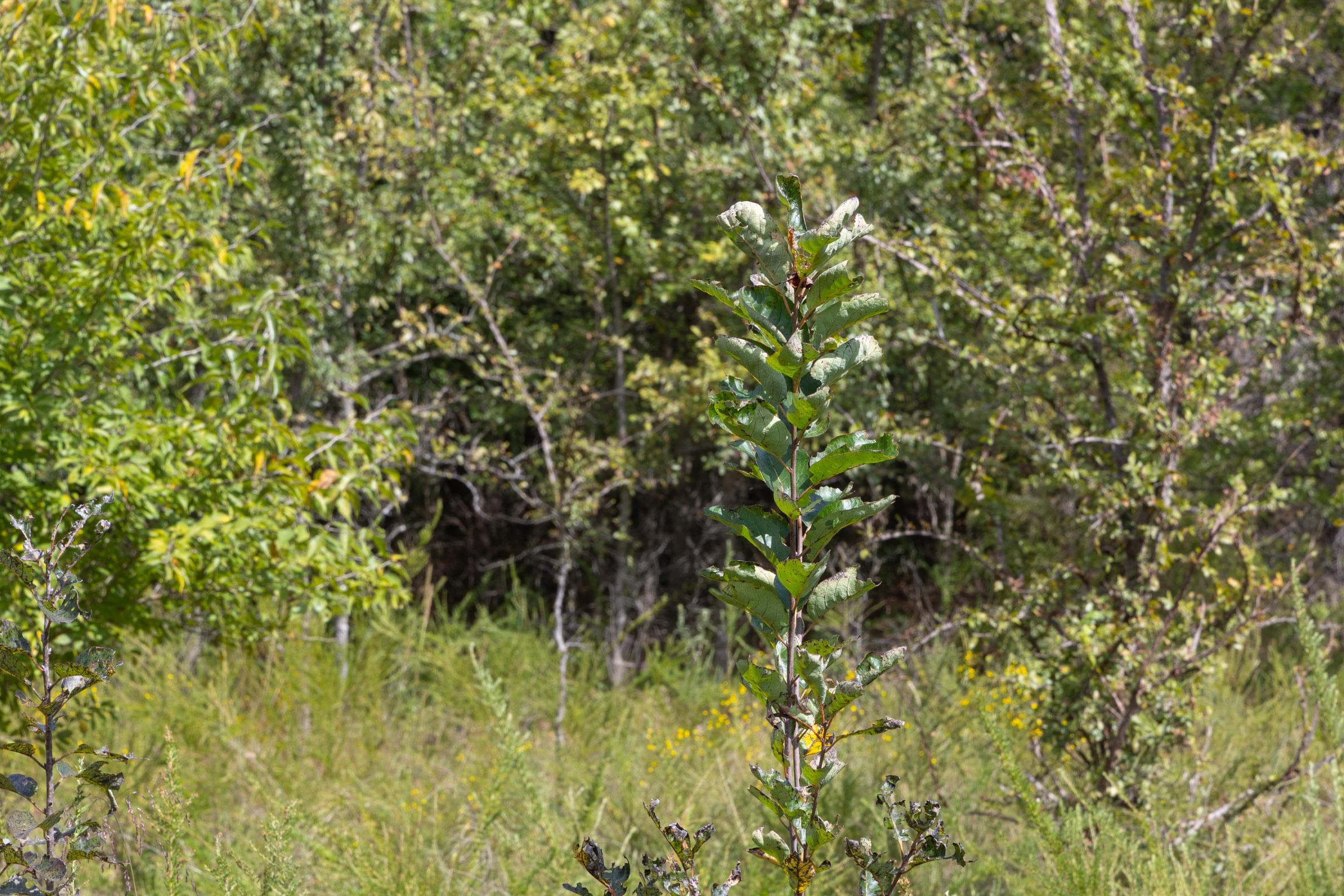  Reserves At Cattail Cove Phase II — Zero Credit Land owner financed land for sale in Pittsburg County, Oklahoma photo 77