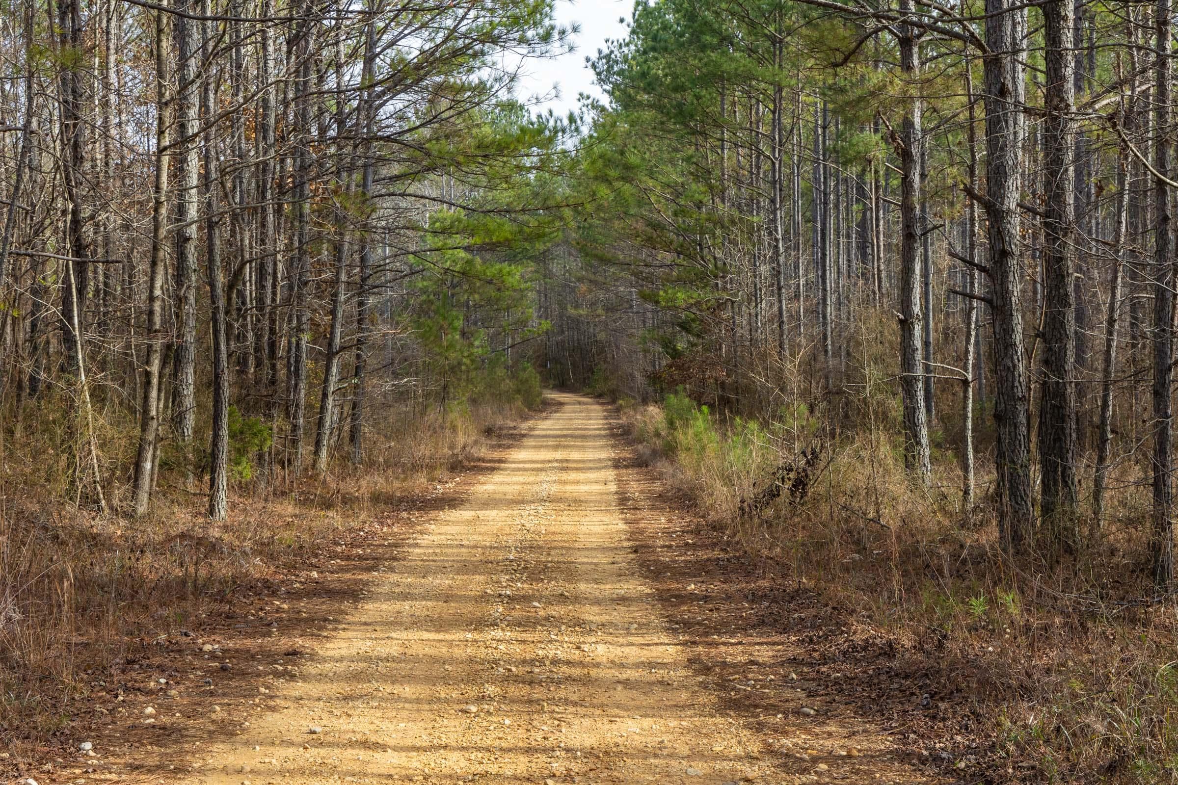 Lighting Ridge — Zero Credit Land owner financed land for sale in Colbert County, Alabama photo 56
