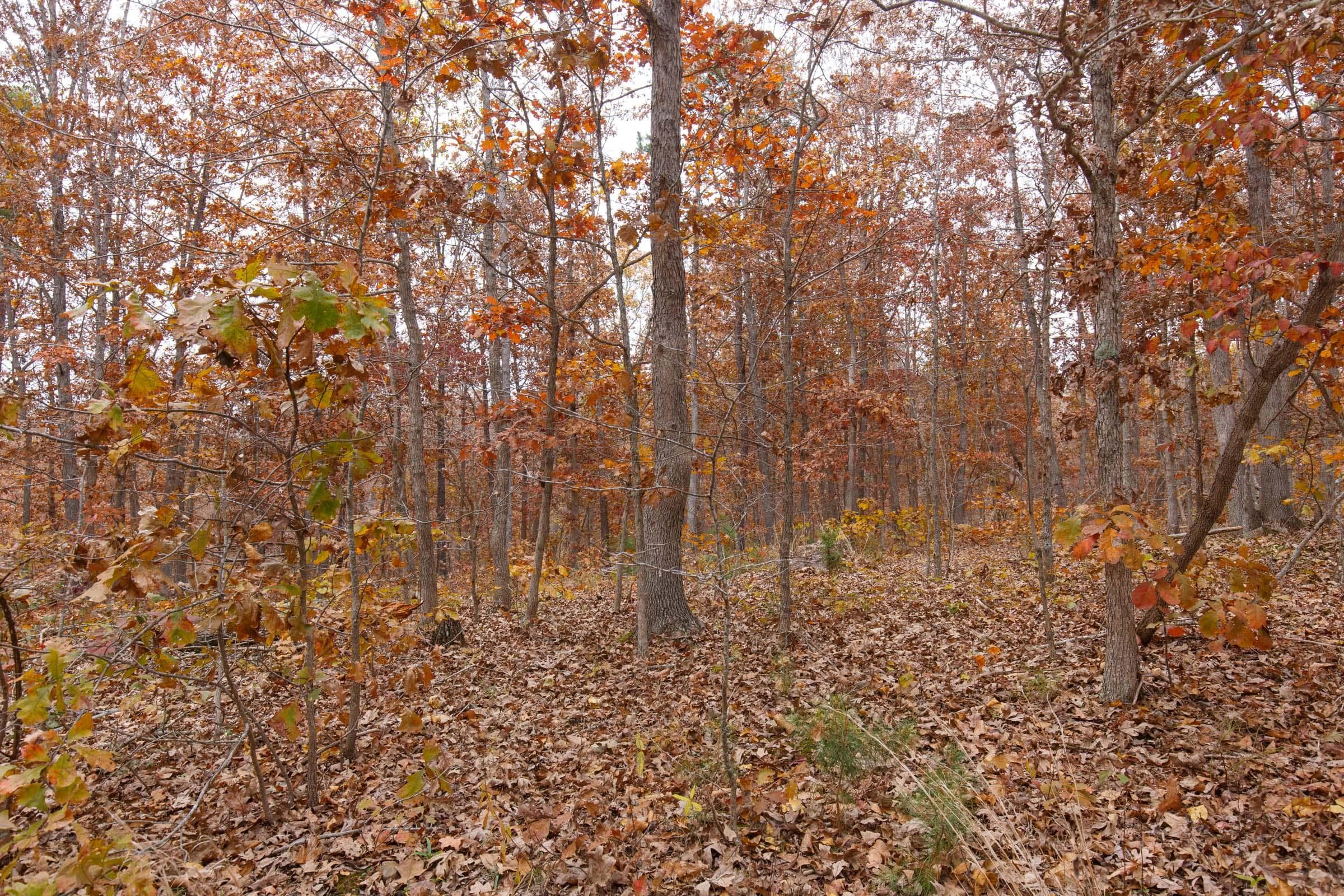 Hawk Crest — Zero Credit Land owner financed land for sale in Reynolds County, Missouri photo 10