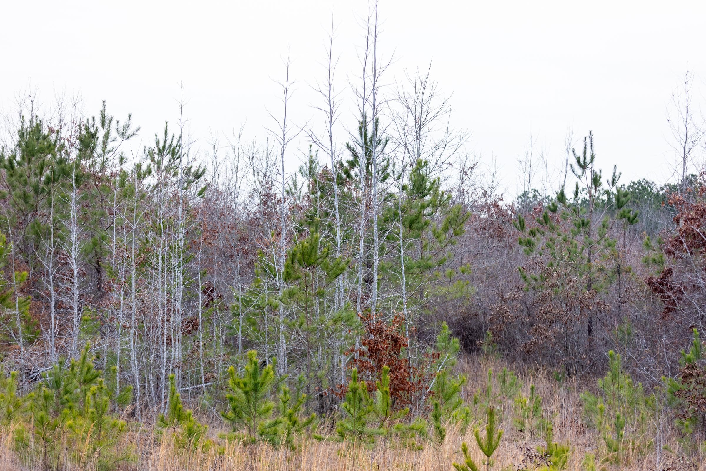 Baker Creek — Zero Credit Land owner financed land for sale in Fayette County, Alabama photo 4