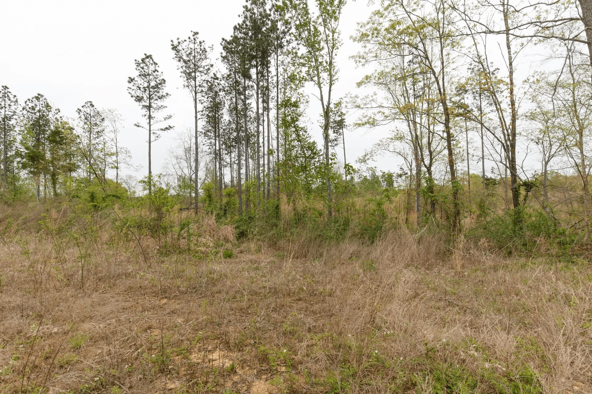 Twin Rivers — Zero Credit Land owner financed land for sale in Henderson County, Tennessee photo 6