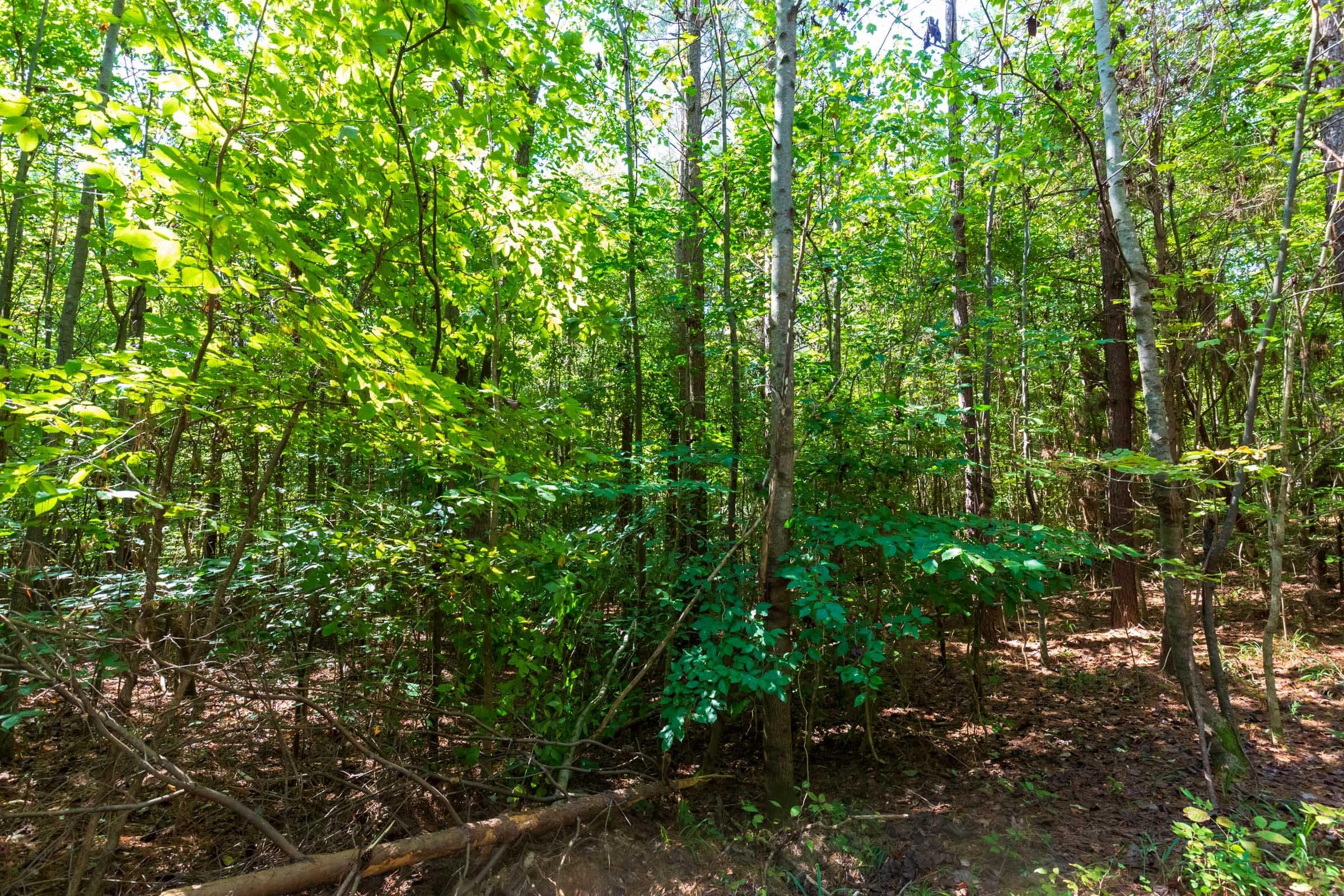 Redemption Ridge — Zero Credit Land owner financed land for sale in Wayne County, Tennessee photo 29