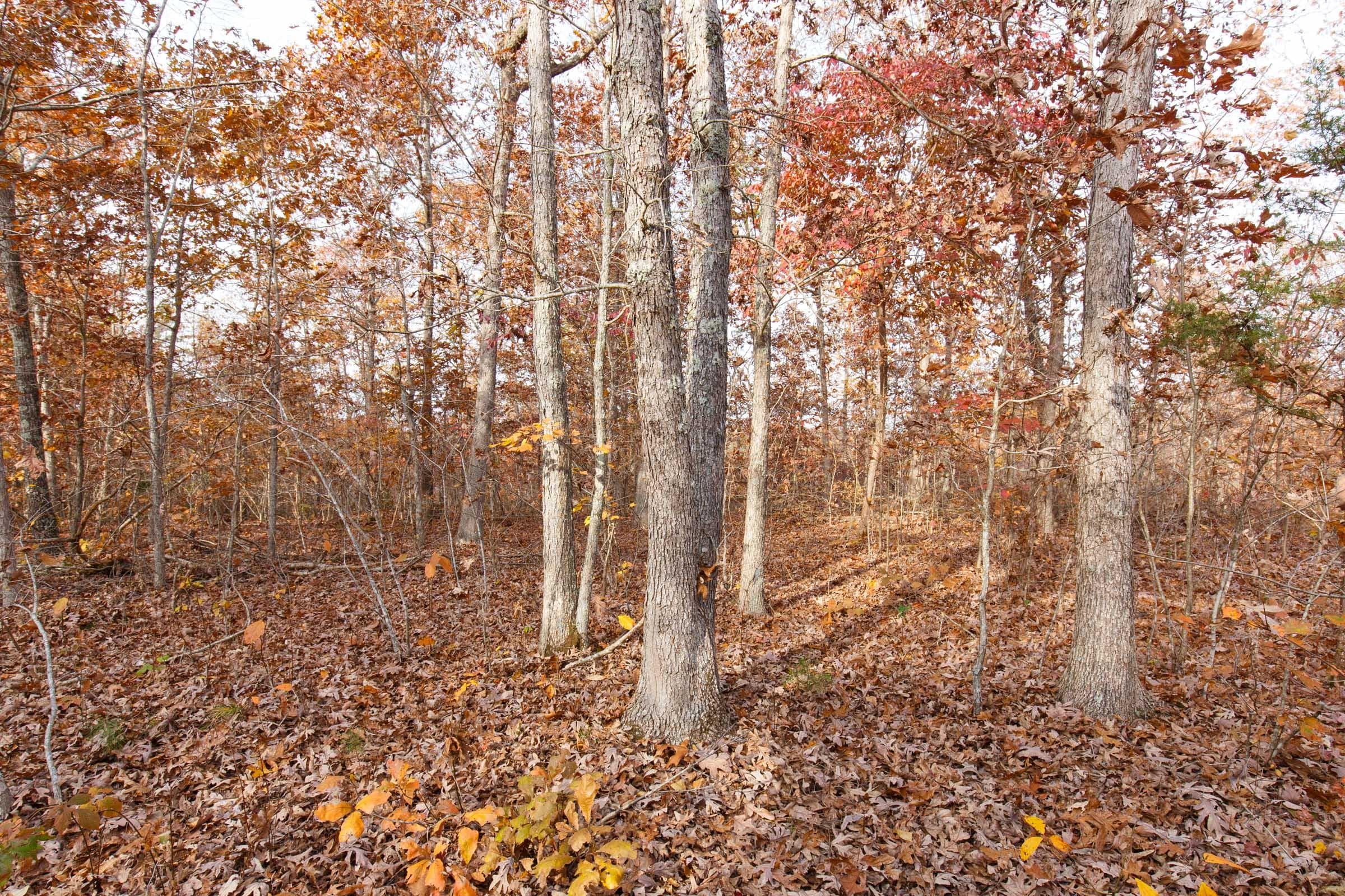 Hawk Crest — Zero Credit Land owner financed land for sale in Reynolds County, Missouri photo 5