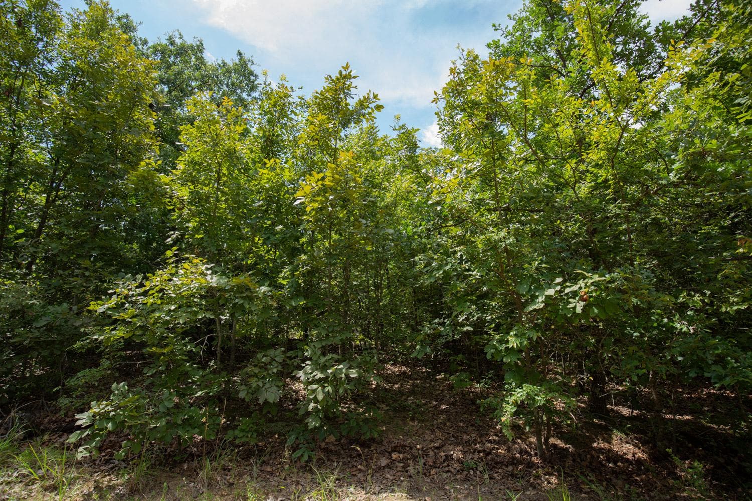 Timber Ridge — Zero Credit Land owner financed land for sale in McIntosh County, Oklahoma