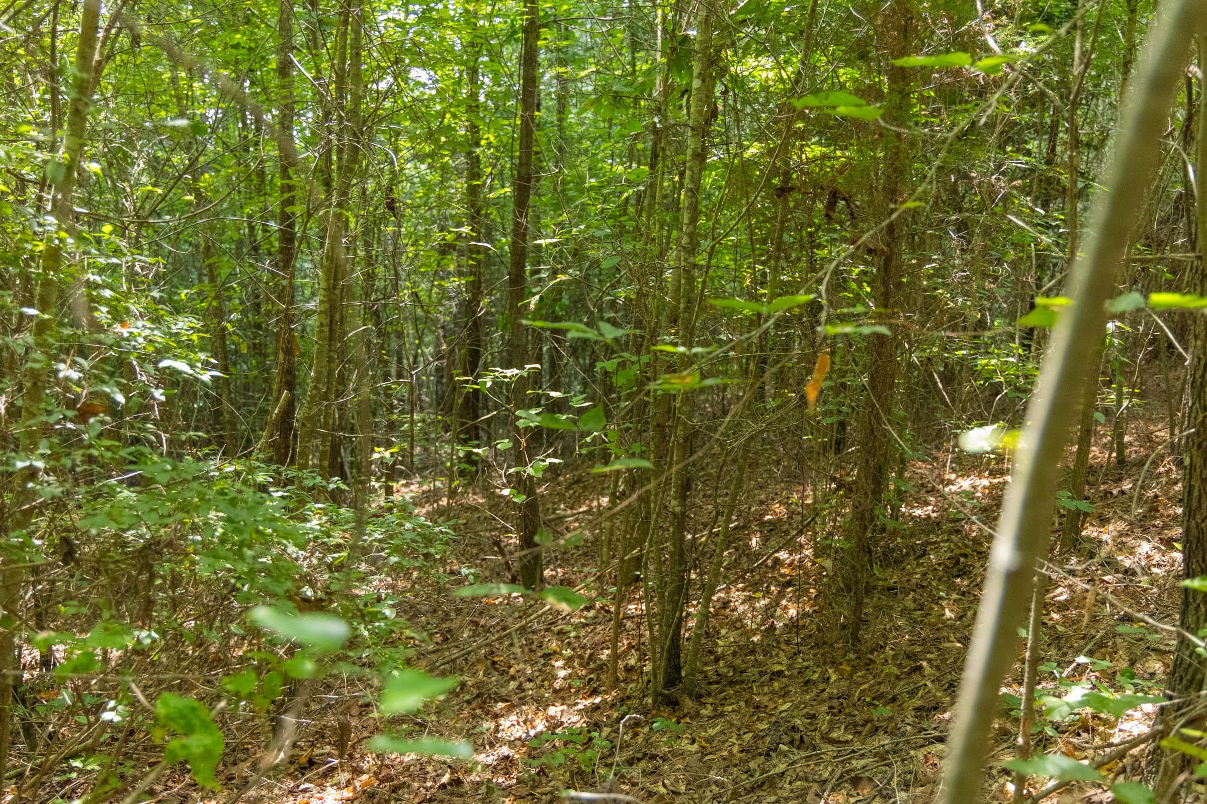 Olive Hill — Zero Credit Land owner financed land for sale in Lamar County, Alabama photo 9