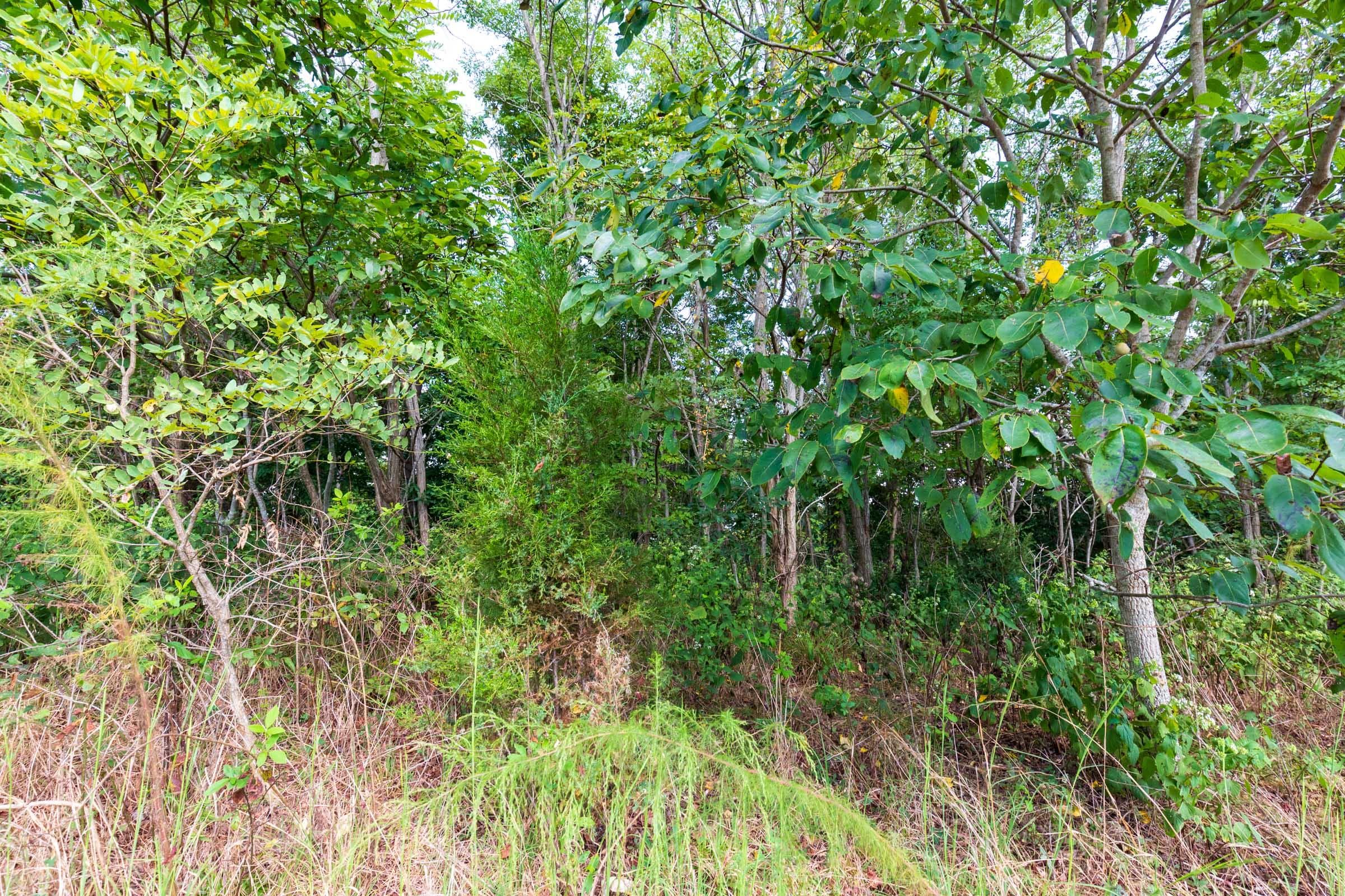 Redemption Ridge — Zero Credit Land owner financed land for sale in Wayne County, Tennessee photo 31