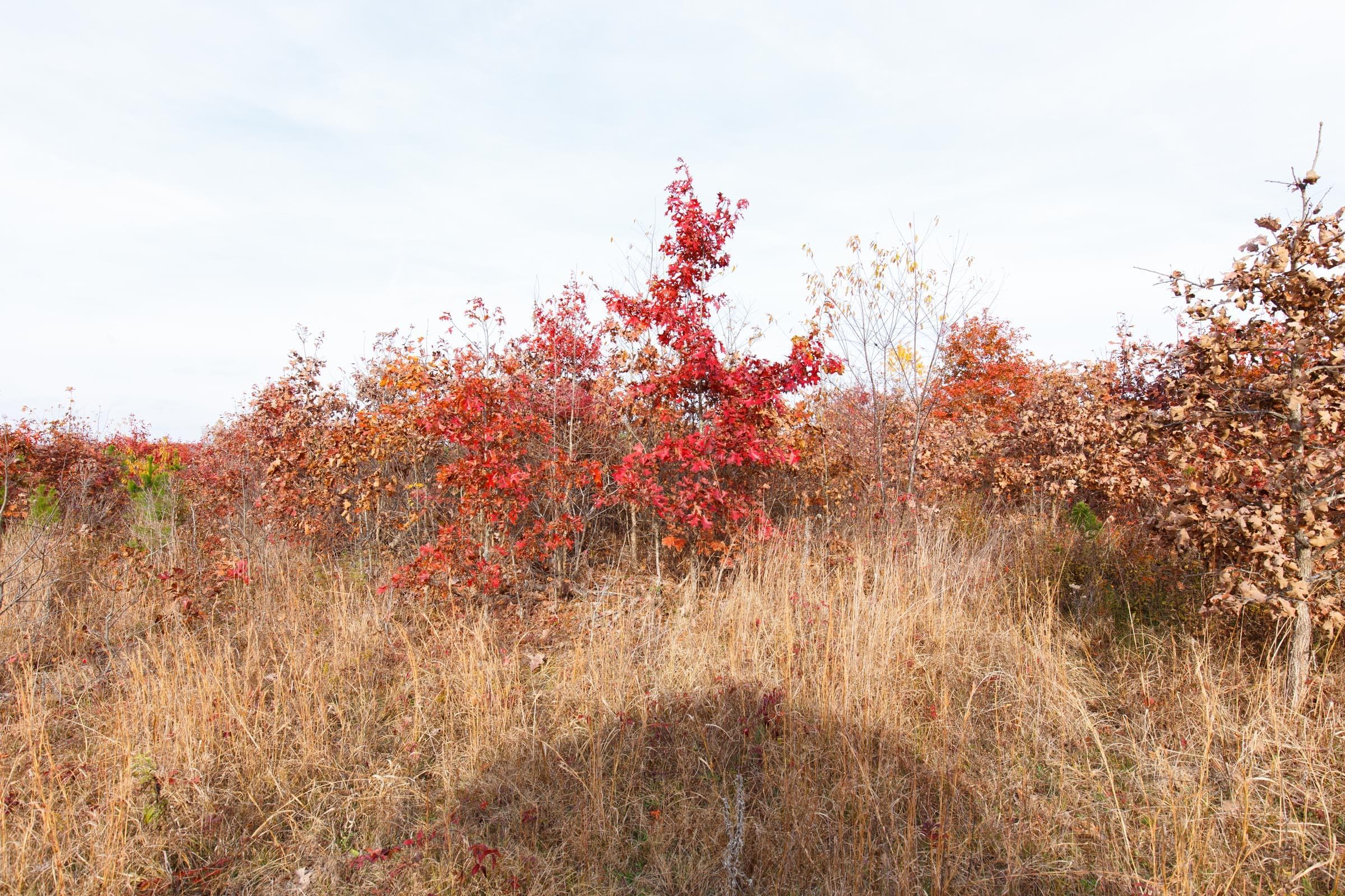 Hawk Crest — Zero Credit Land owner financed land for sale in Reynolds County, Missouri photo 4