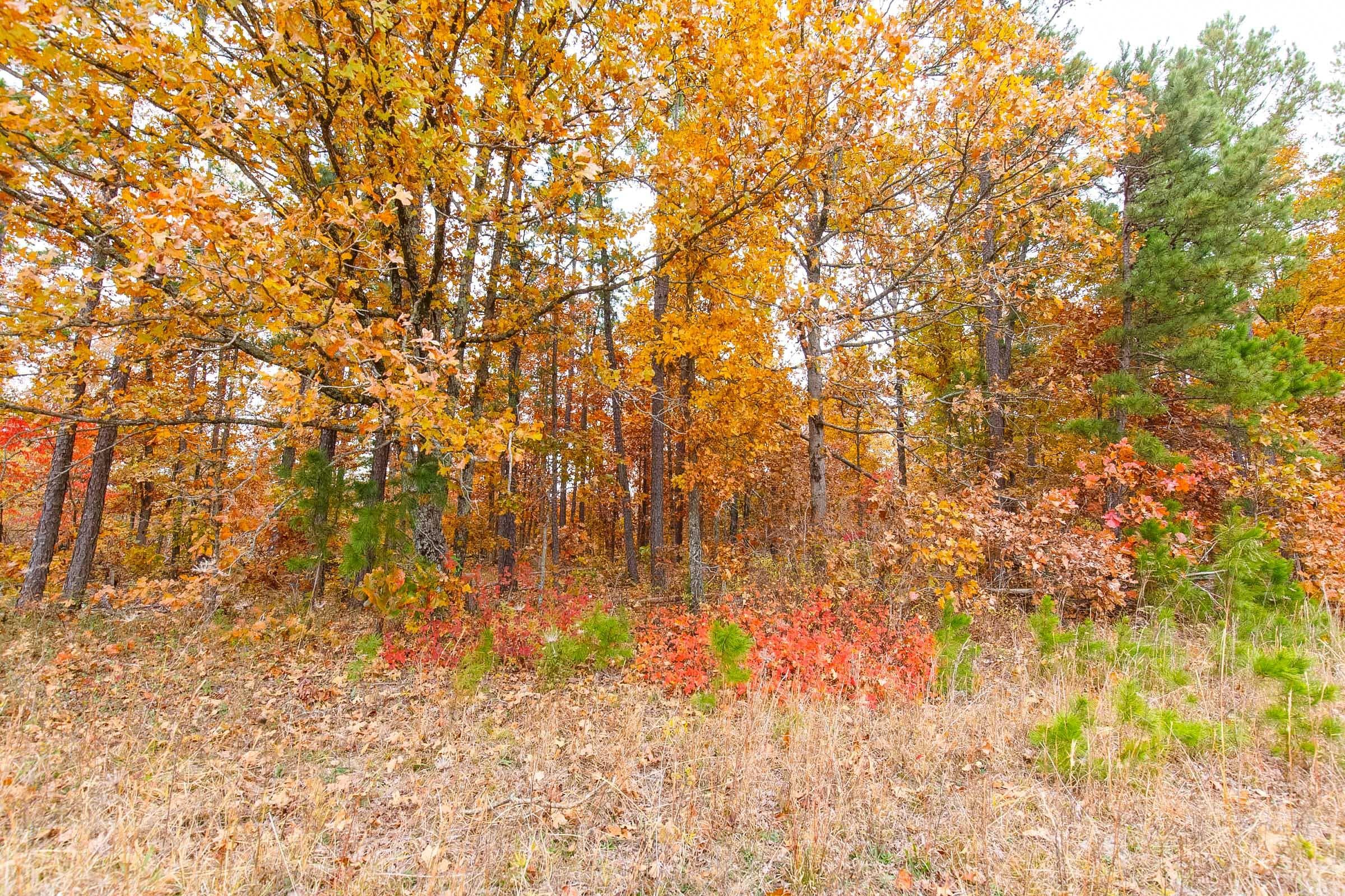Hawk Crest — Zero Credit Land owner financed land for sale in Reynolds County, Missouri photo 2