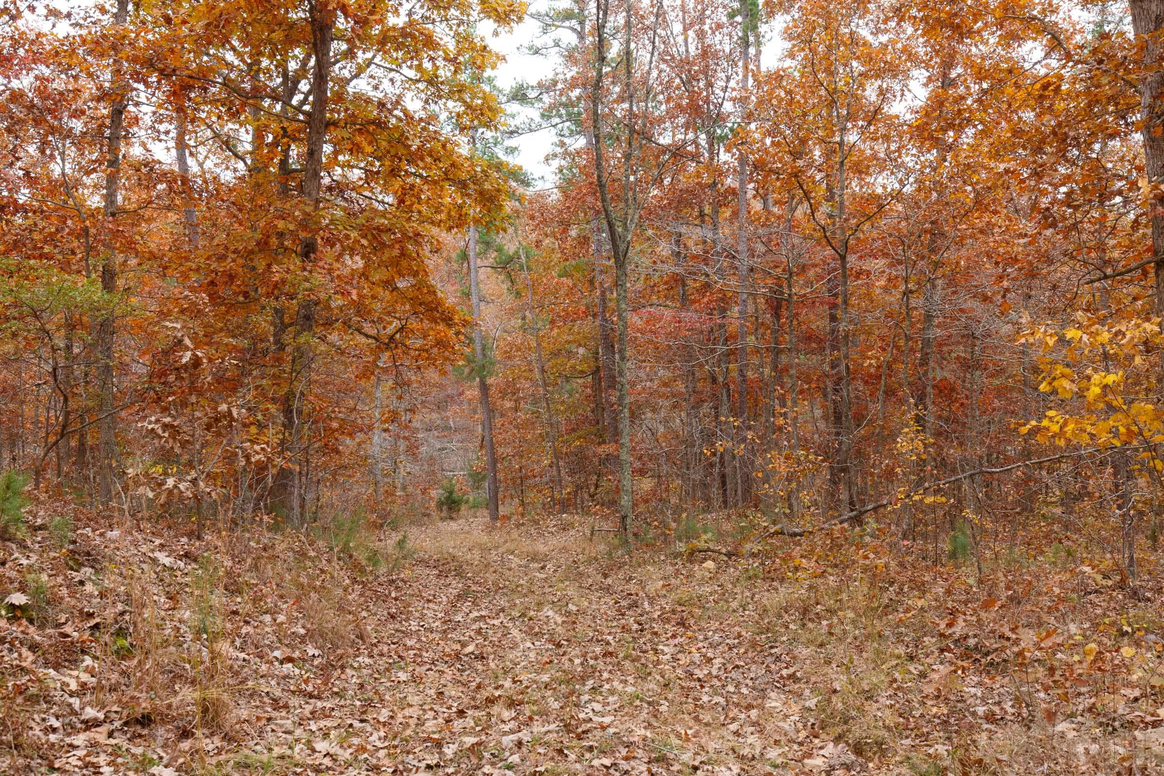 Hawk Crest — Zero Credit Land owner financed land for sale in Reynolds County, Missouri photo 2