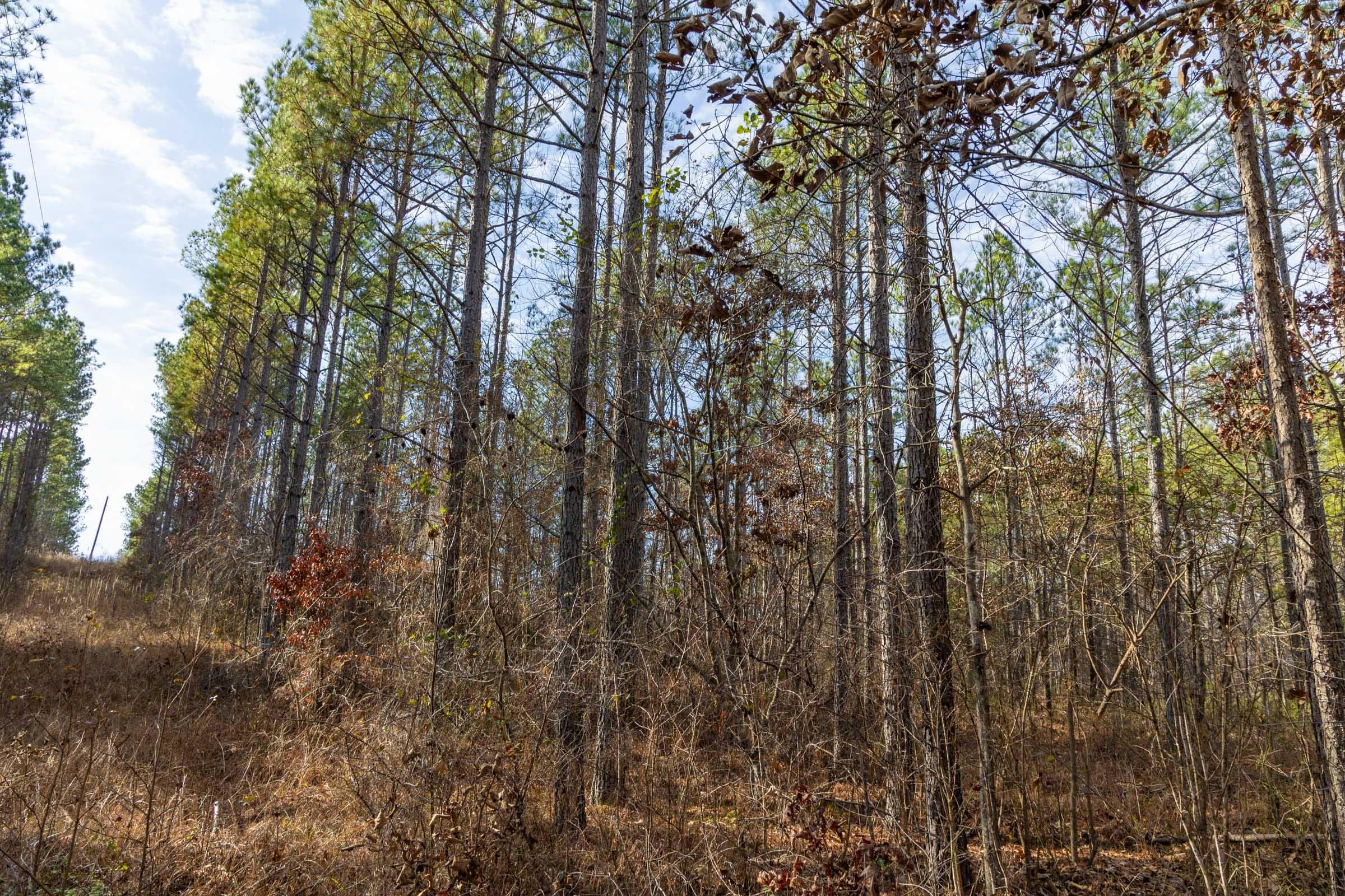 Lighting Ridge — Zero Credit Land owner financed land for sale in Colbert County, Alabama photo 37