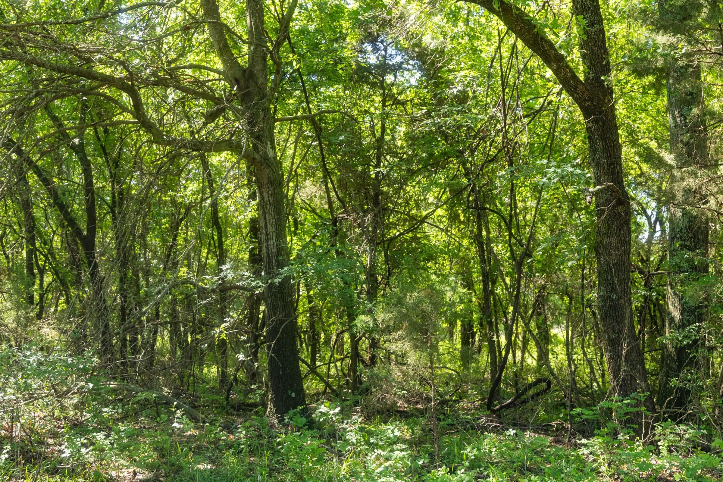 Harmony Hills — Zero Credit Land owner financed land for sale in Pittsburg County, Oklahoma photo 17