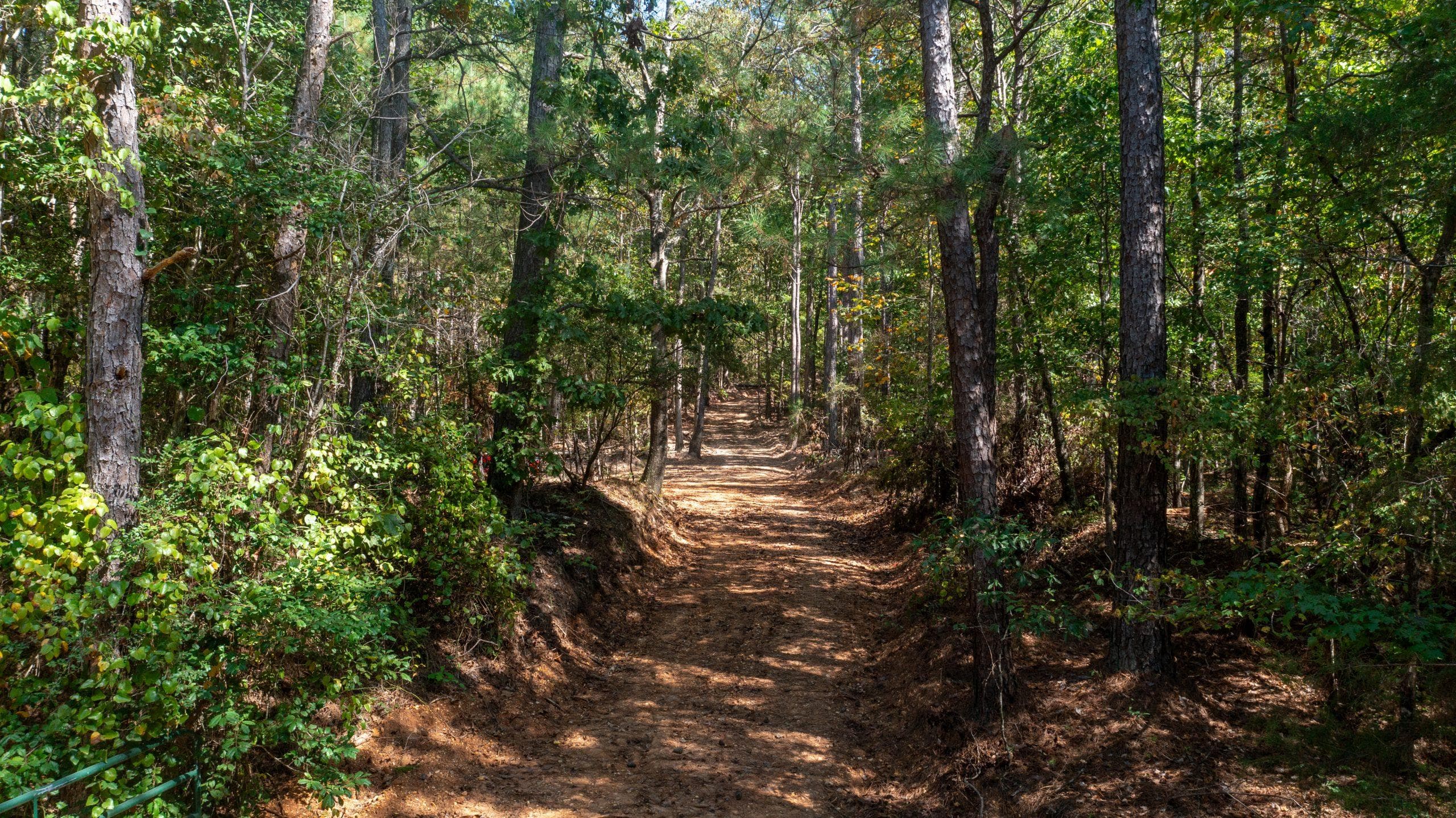 Willow Grove — Zero Credit Land owner financed land for sale in Lamar County, Alabama photo 16