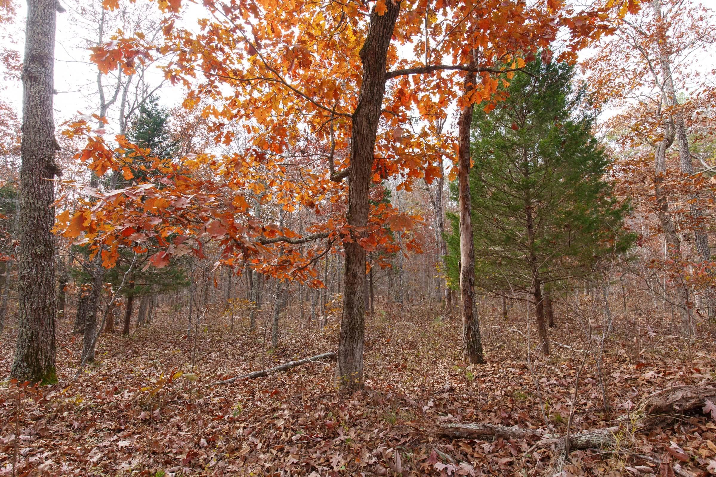 Hawk Crest — Zero Credit Land owner financed land for sale in Reynolds County, Missouri photo 38