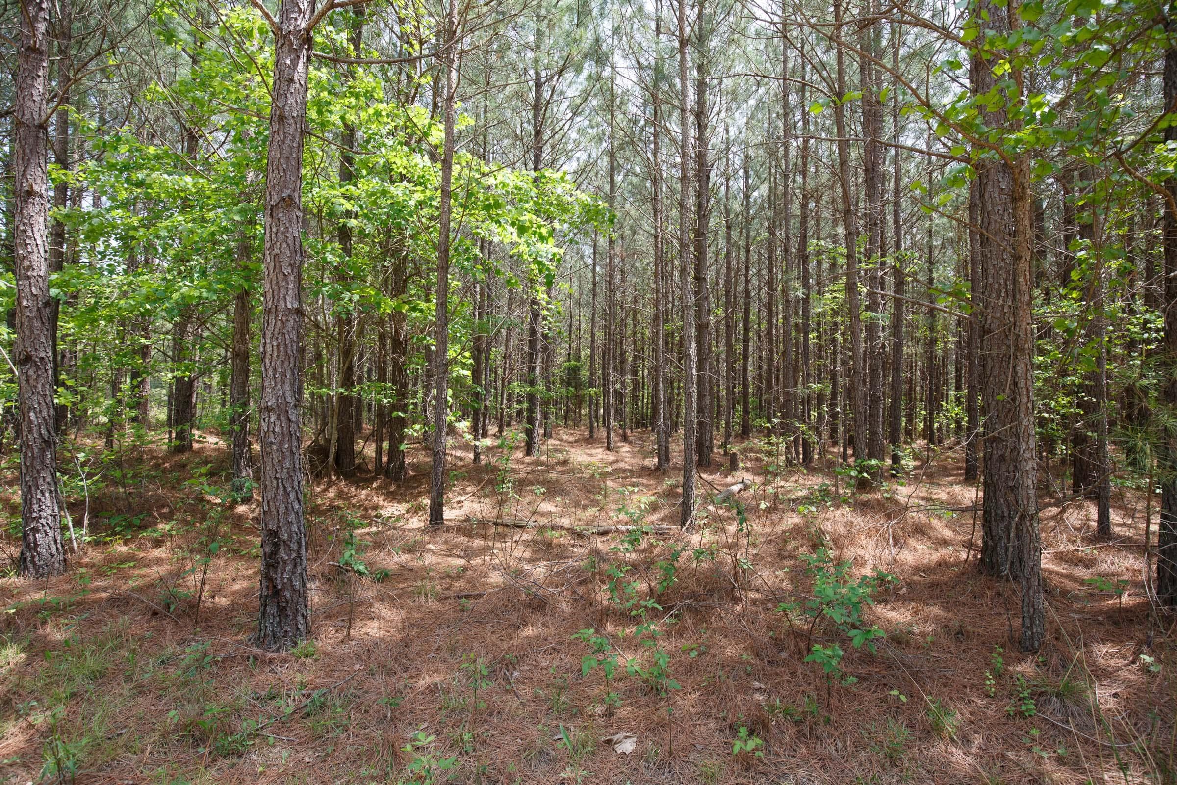 Red Barn Ranch — Zero Credit Land owner financed land for sale in Benton County, Tennessee photo 8
