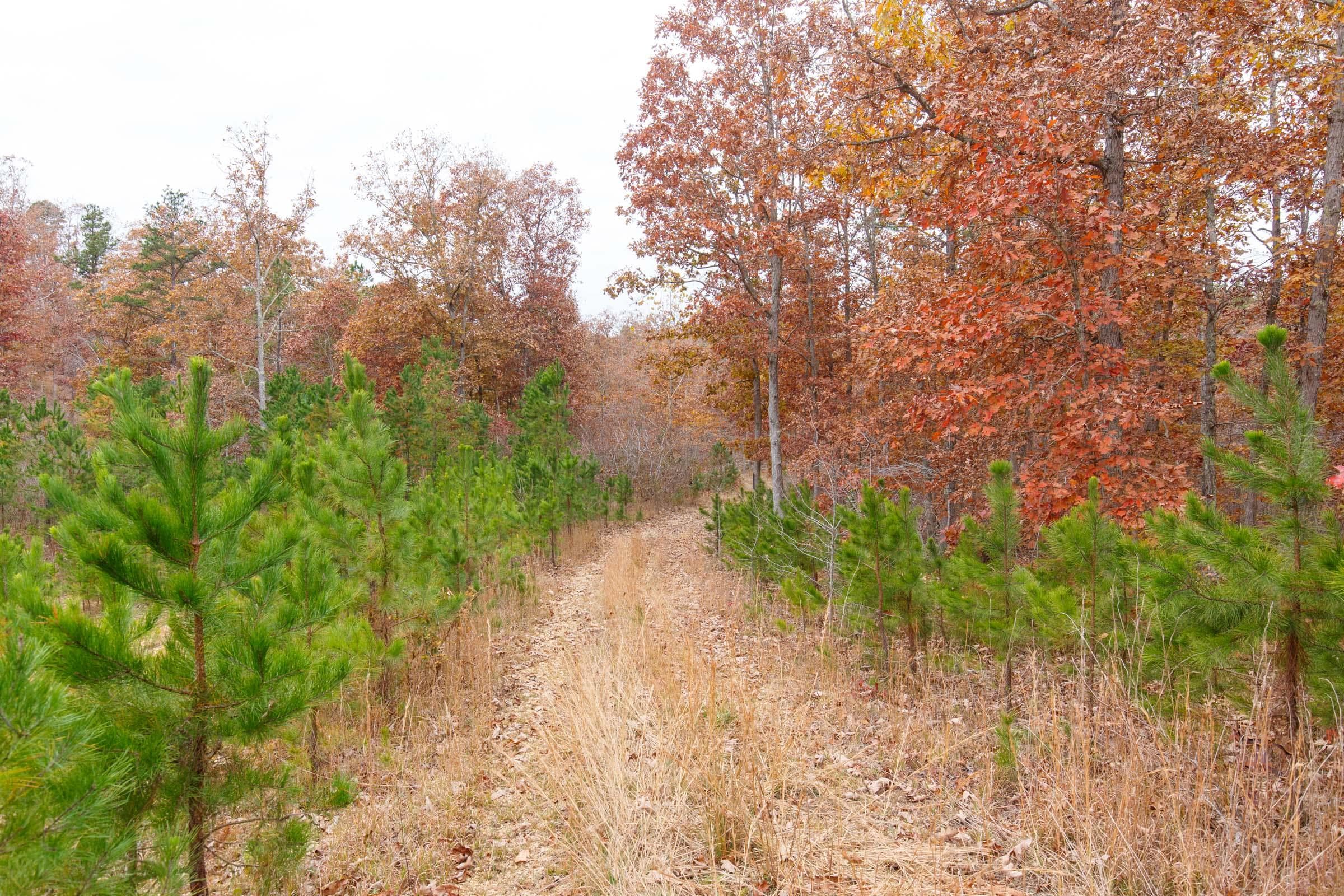 Hawk Crest — Zero Credit Land owner financed land for sale in Reynolds County, Missouri photo 3