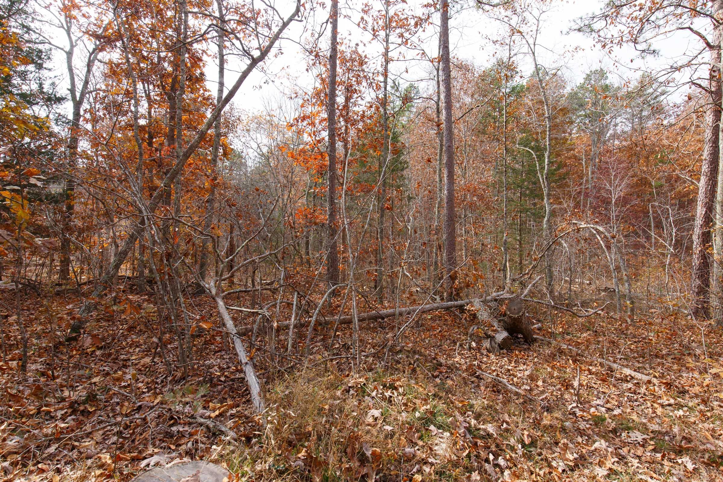 Hawk Crest — Zero Credit Land owner financed land for sale in Reynolds County, Missouri photo 37
